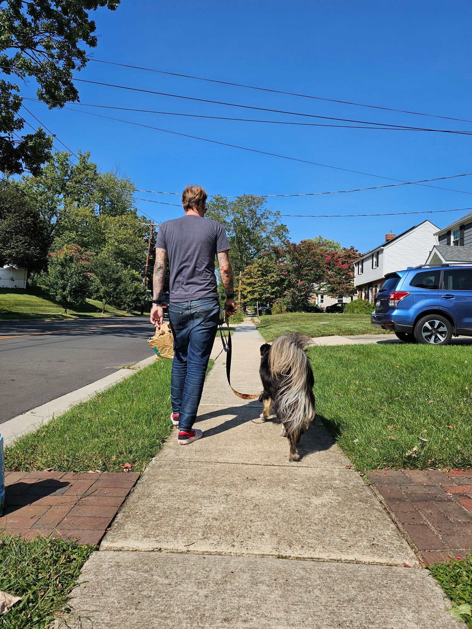 A man walking a fluffy dog from the back.