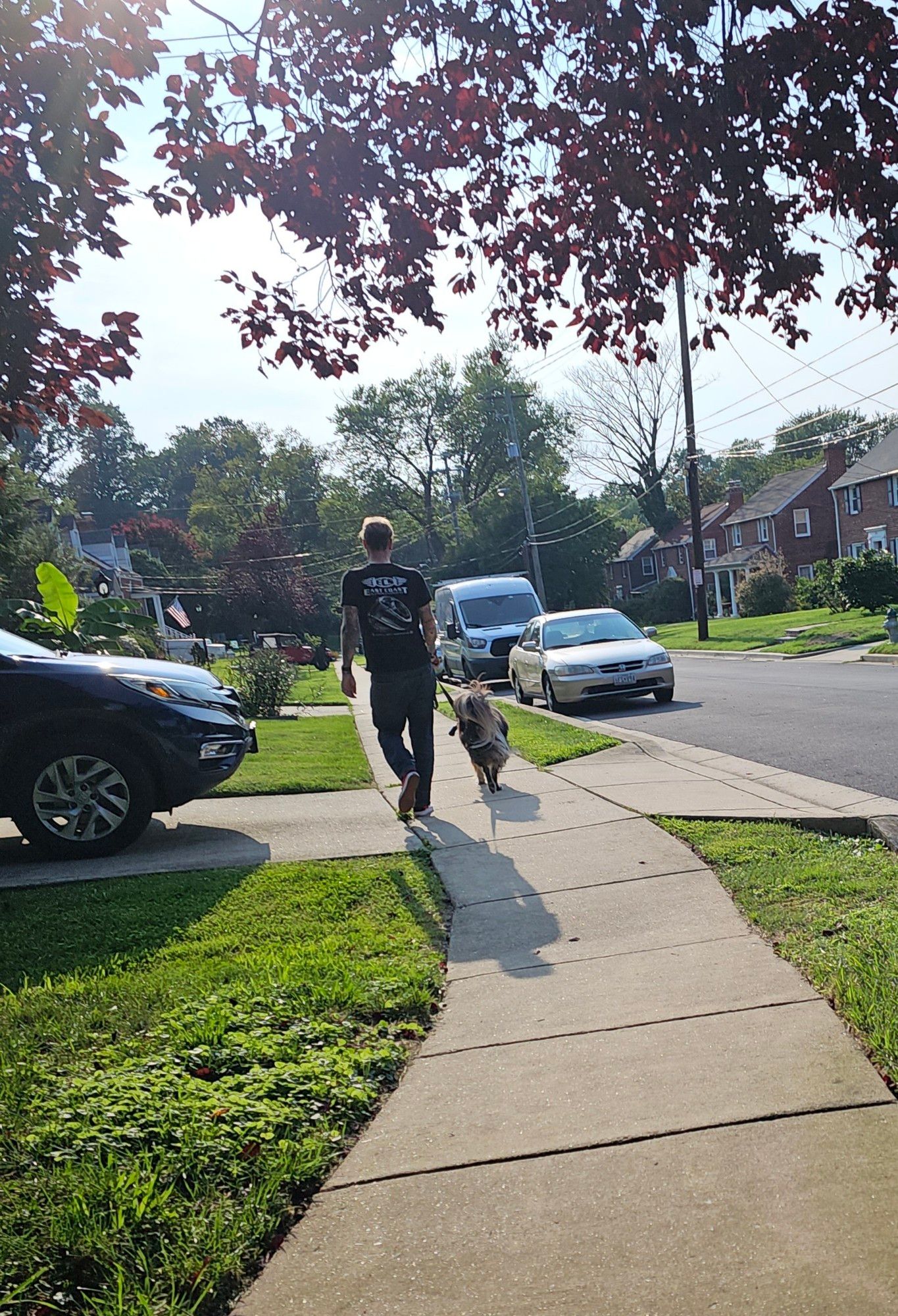 A man walking a fluffy dog from the back.