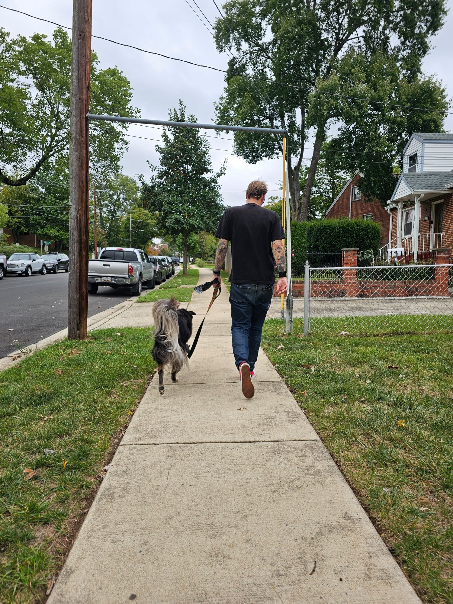 A man walking a fluffy dog from the back.