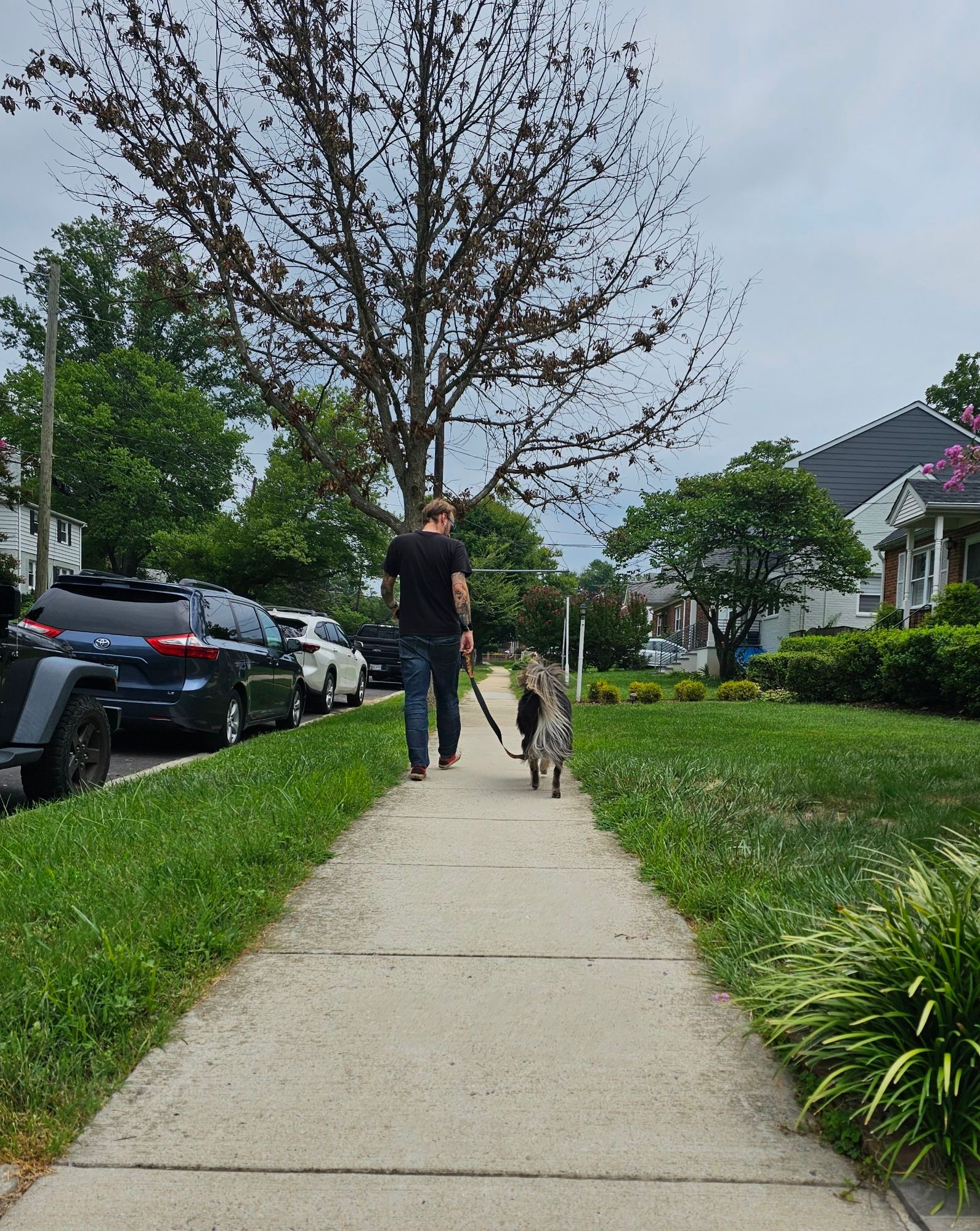 A man walking a fluffy dog from the back. He is looking down at the dog.