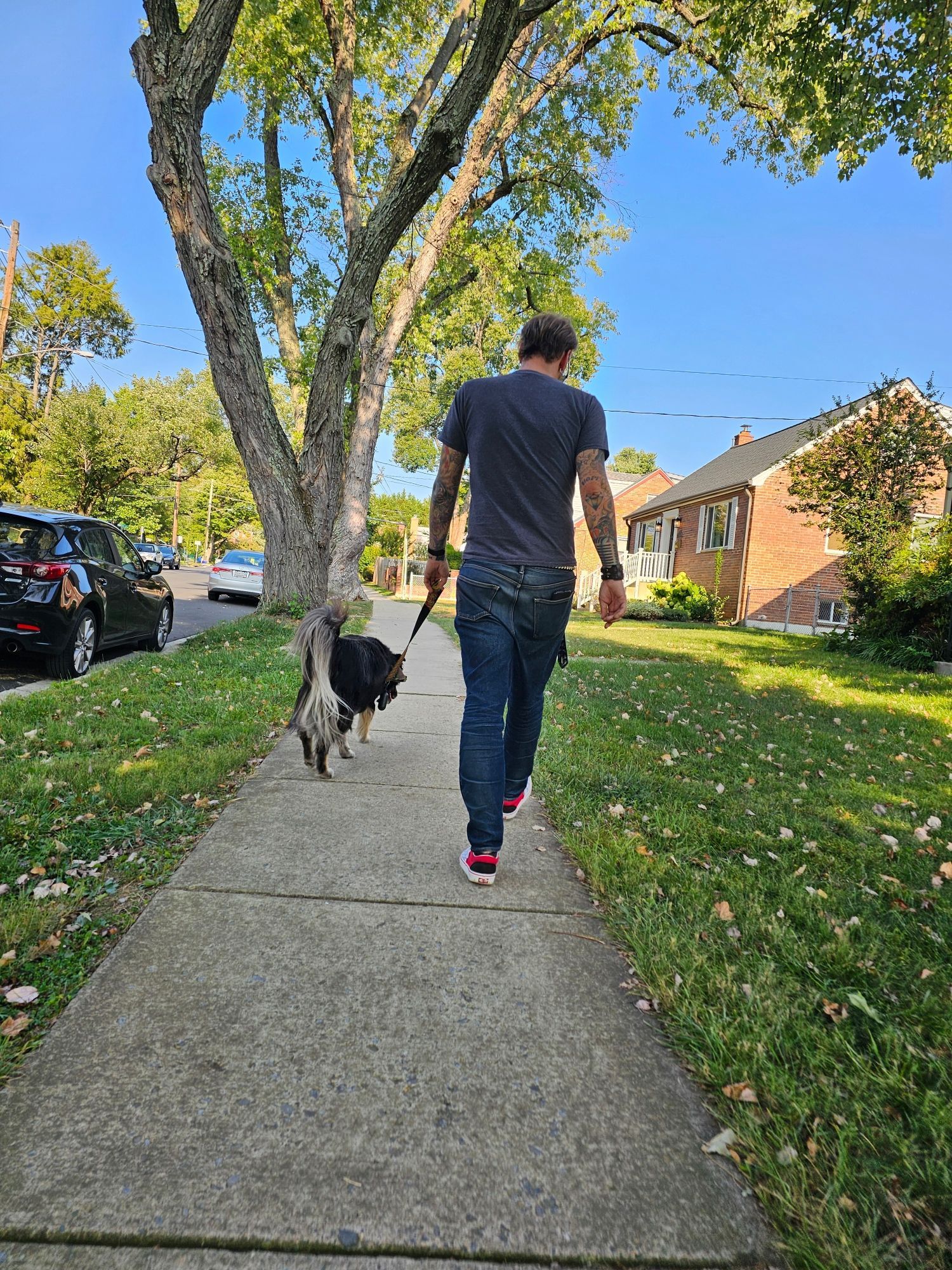 A man walking a fluffy dog from the back