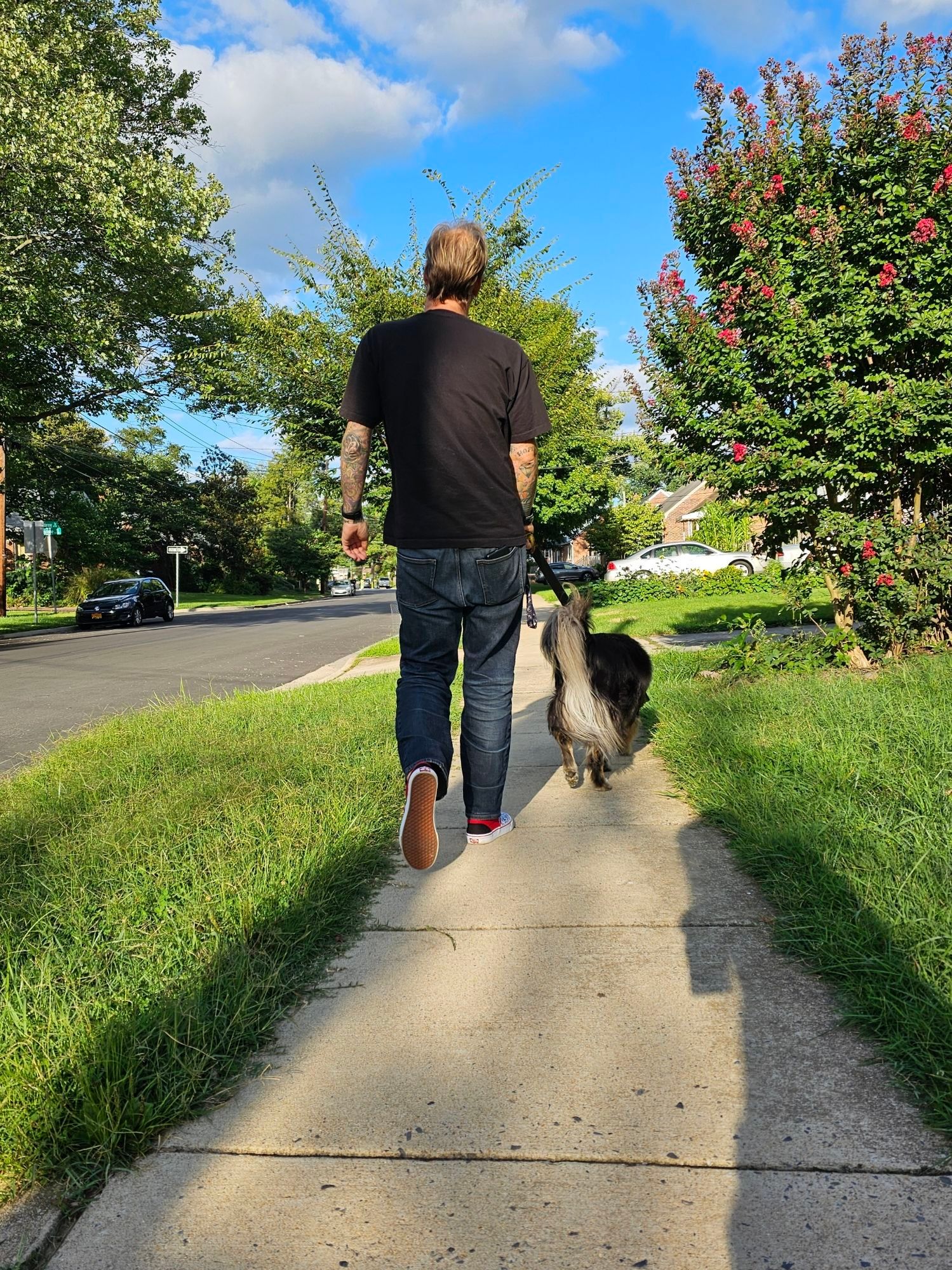 A man walking a fluffy dog from the back.