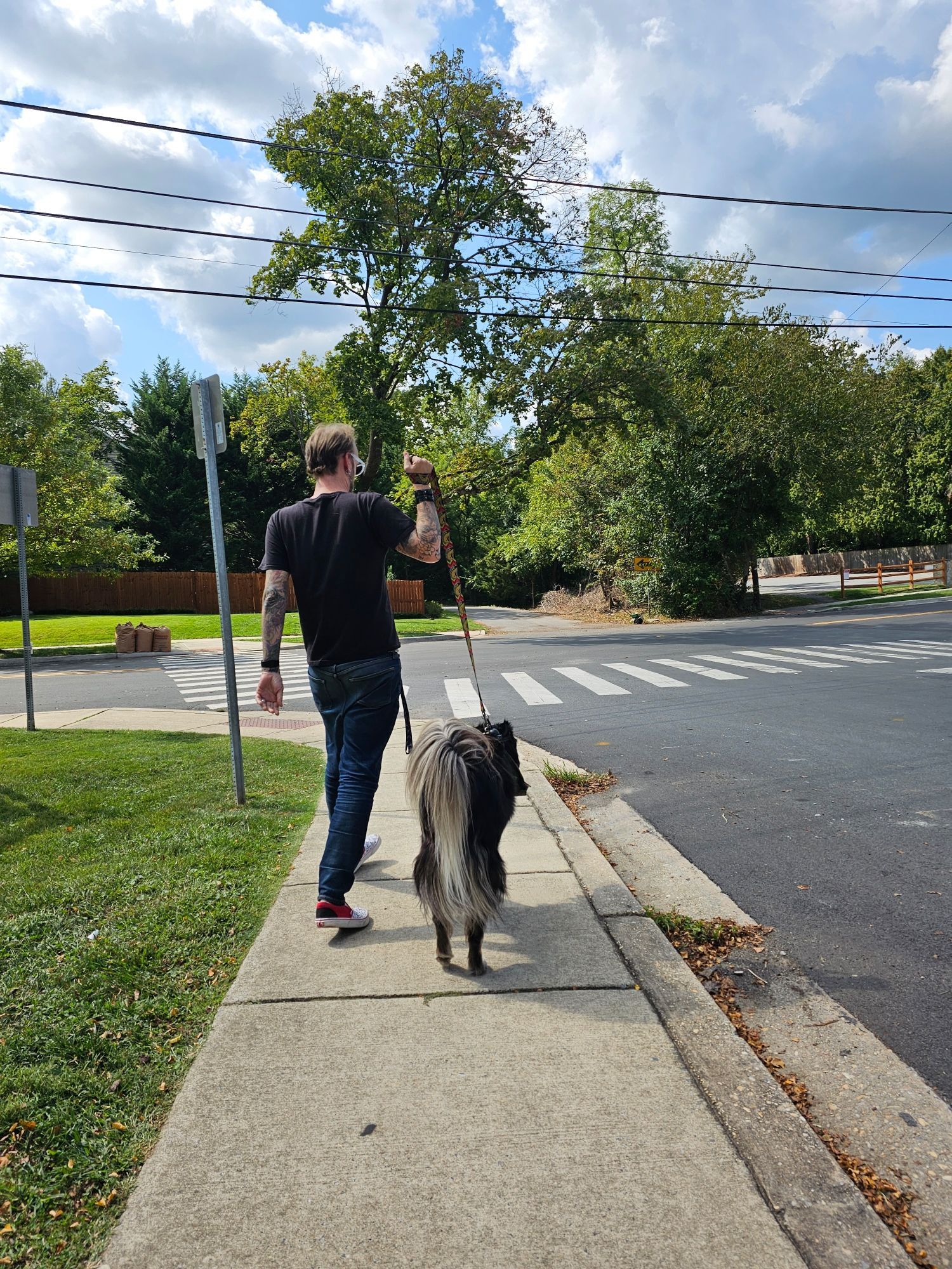 A man walking a fluffy dog from the back.