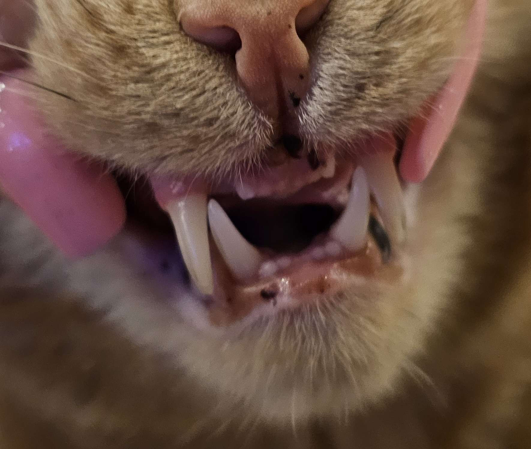 A closeup of an orange cat's face. His lips are being held up by a hand so you can see his upper and lower gums.