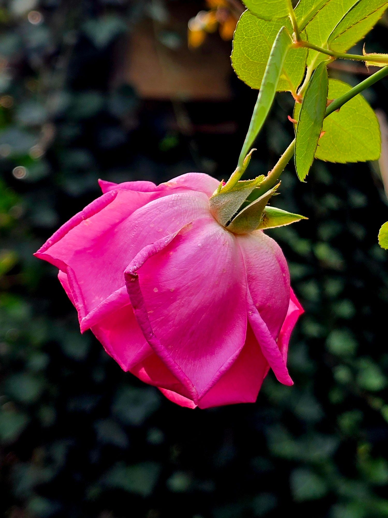 Pinke Rose mit hängendem Kopf...