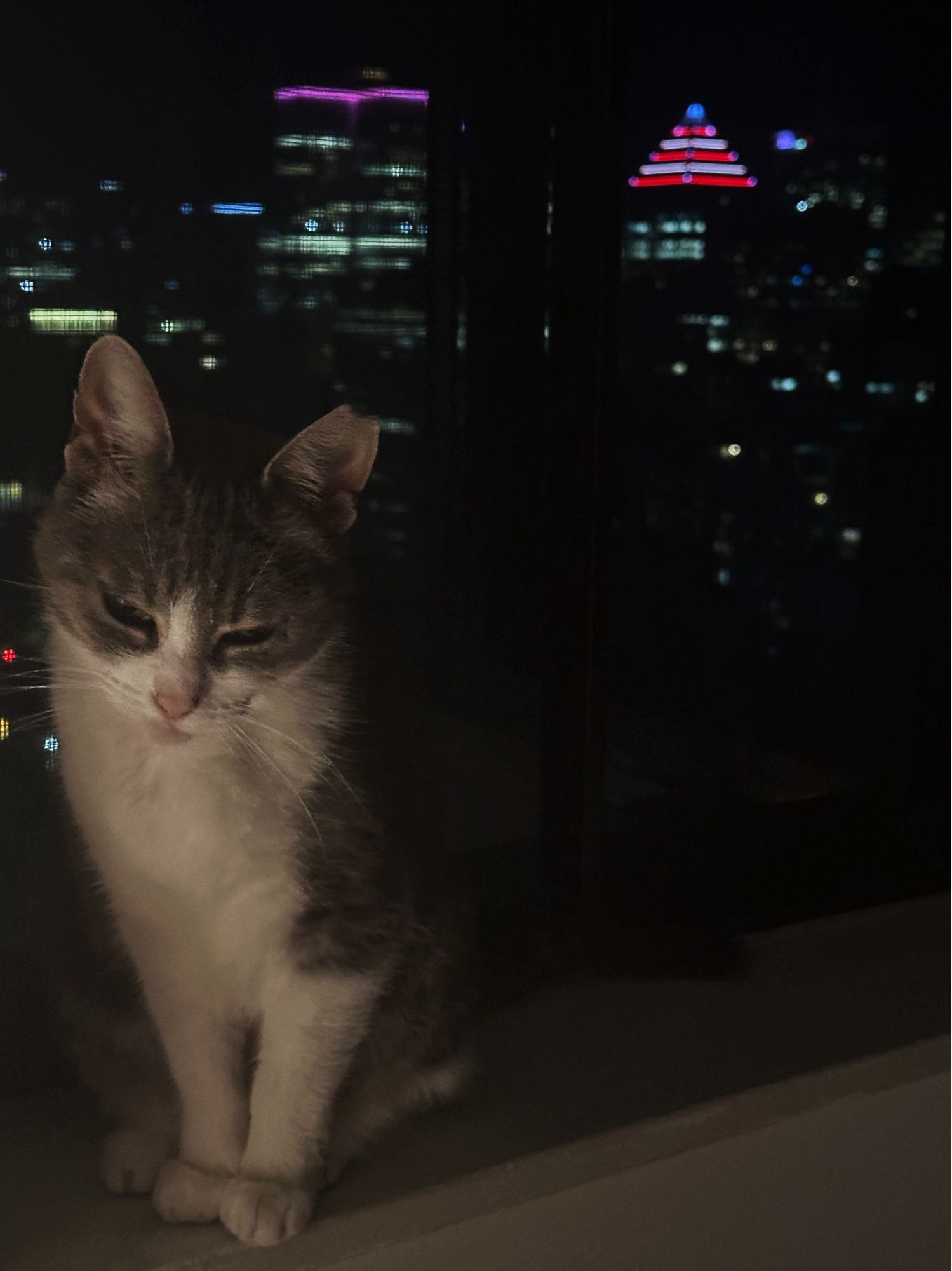 Grey and white cat on window sill, night sky with building lights in background, some in red and white, the colours of Canada's flag