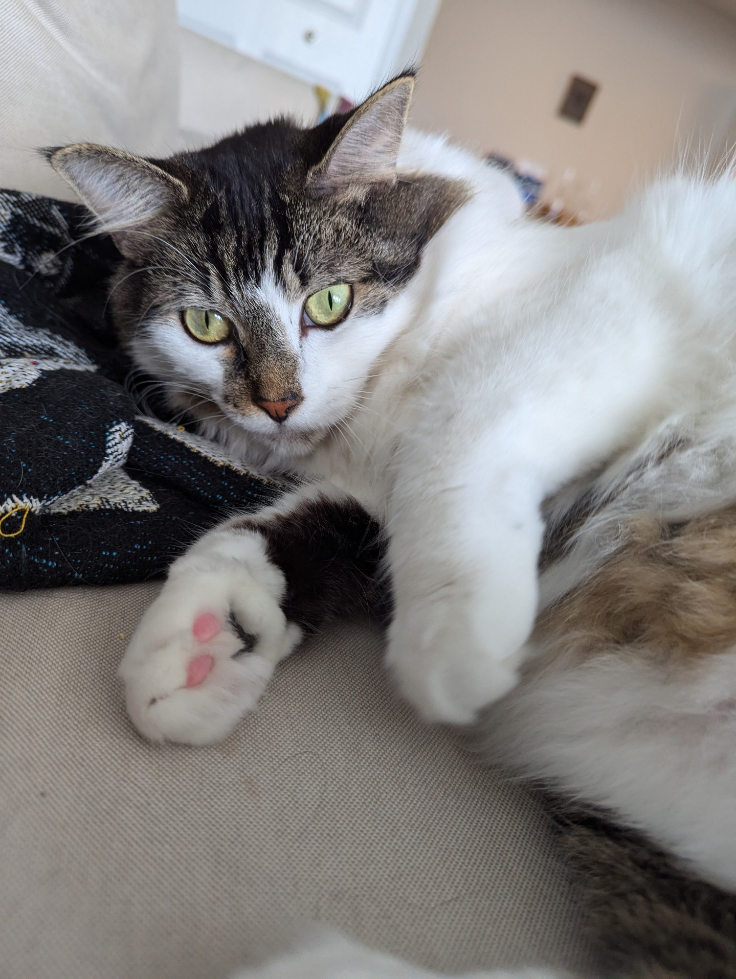 A puffy tabby cat with medium-length fur and yellow green eyes is reclining on a couch. Two of her toe-beans are pink.