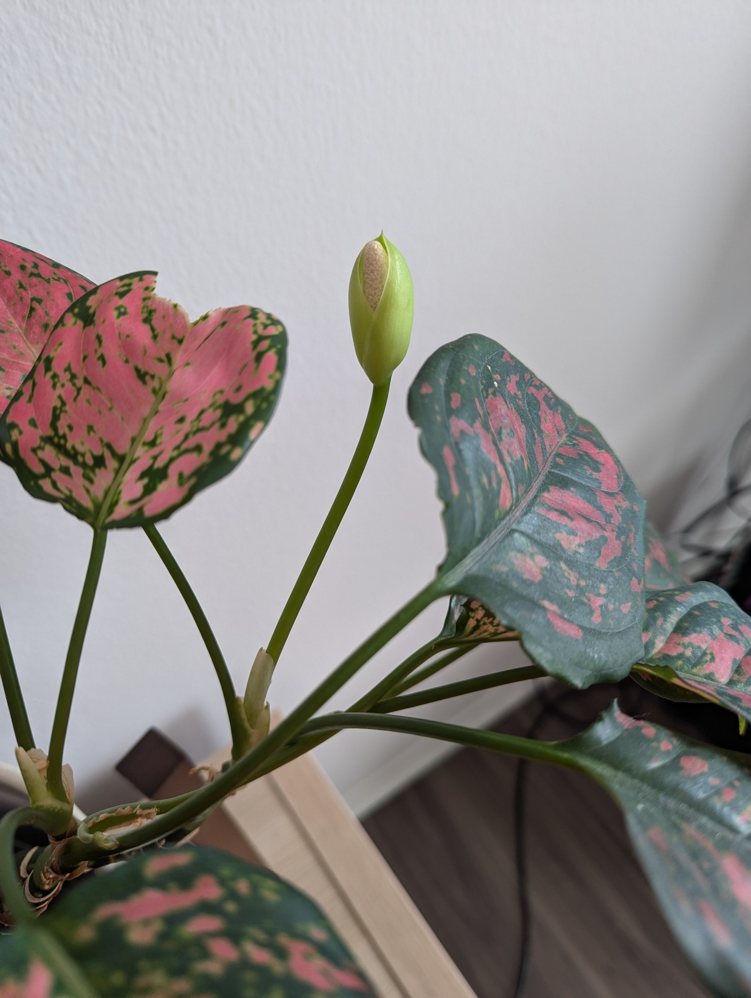 A sparse aglaonema with pink and dark green dappled leaves is growing one small flower. The flower is made up of a white cone enveloped with tender lime-green leaves.