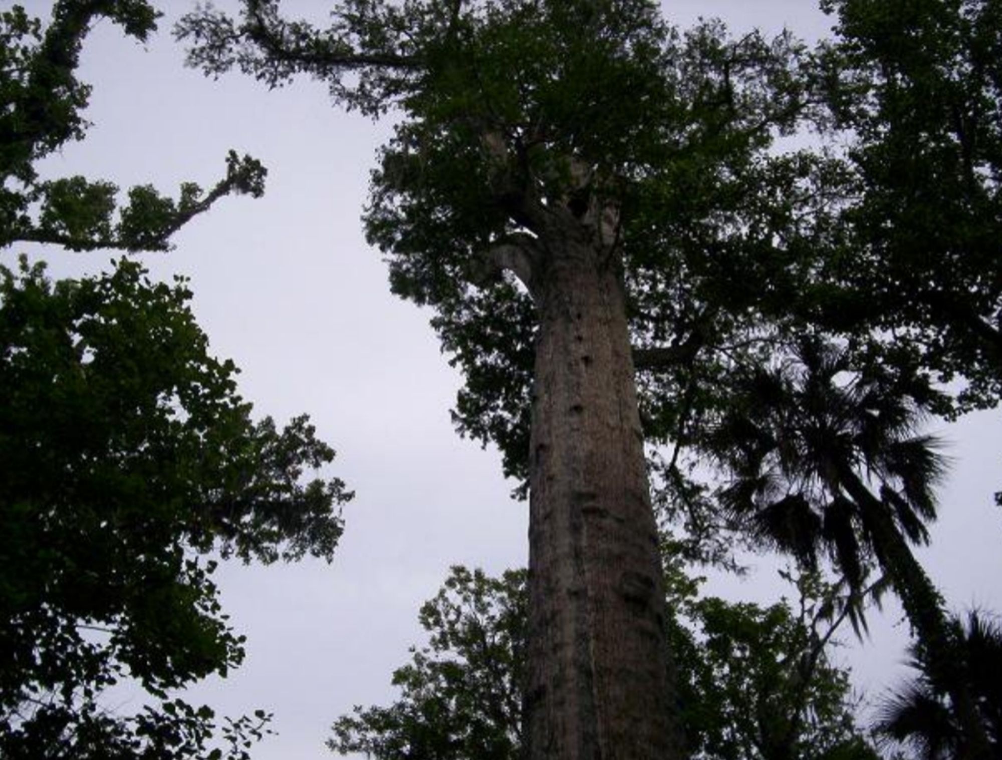 A tall tree. Camera pointed at the top.