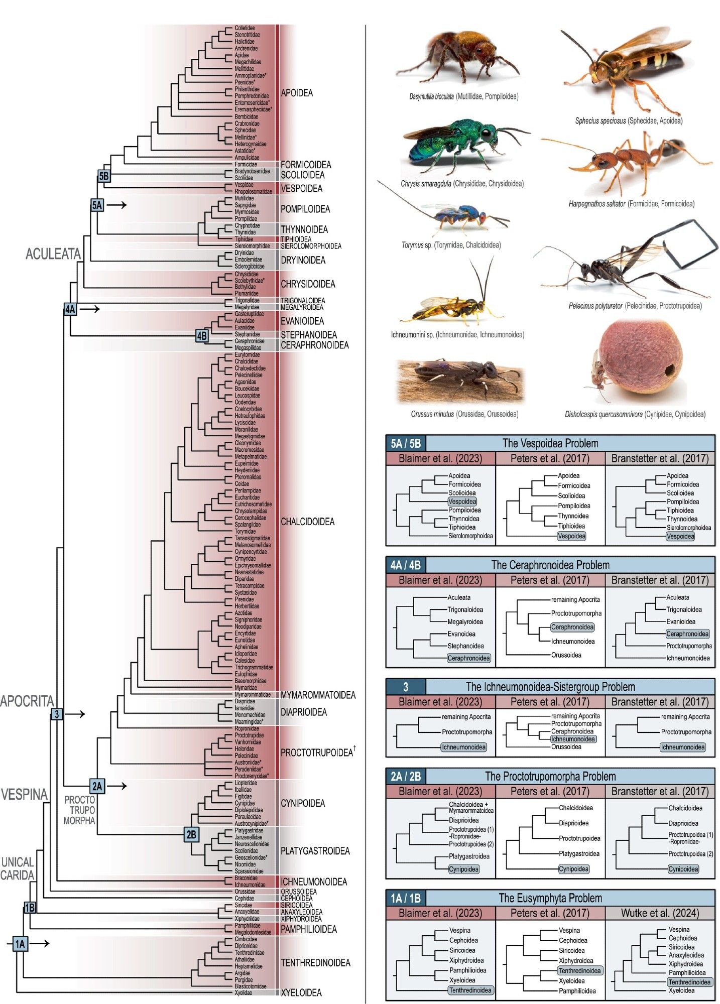 Consensus phylogeny of Hymenoptera, and some of the unresolved nodes.