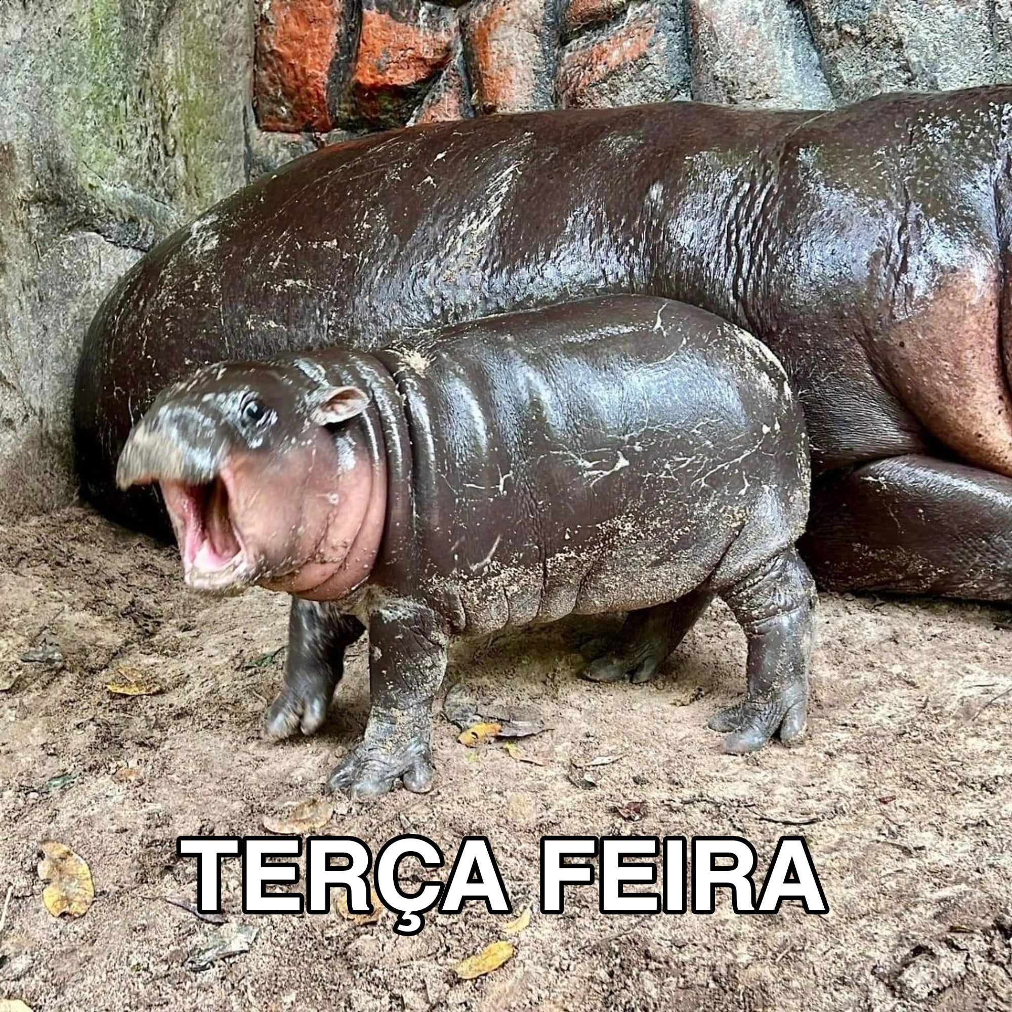 Meme, uma foto da Moo Deng de boca aberta com os dizeres "terça-feira"