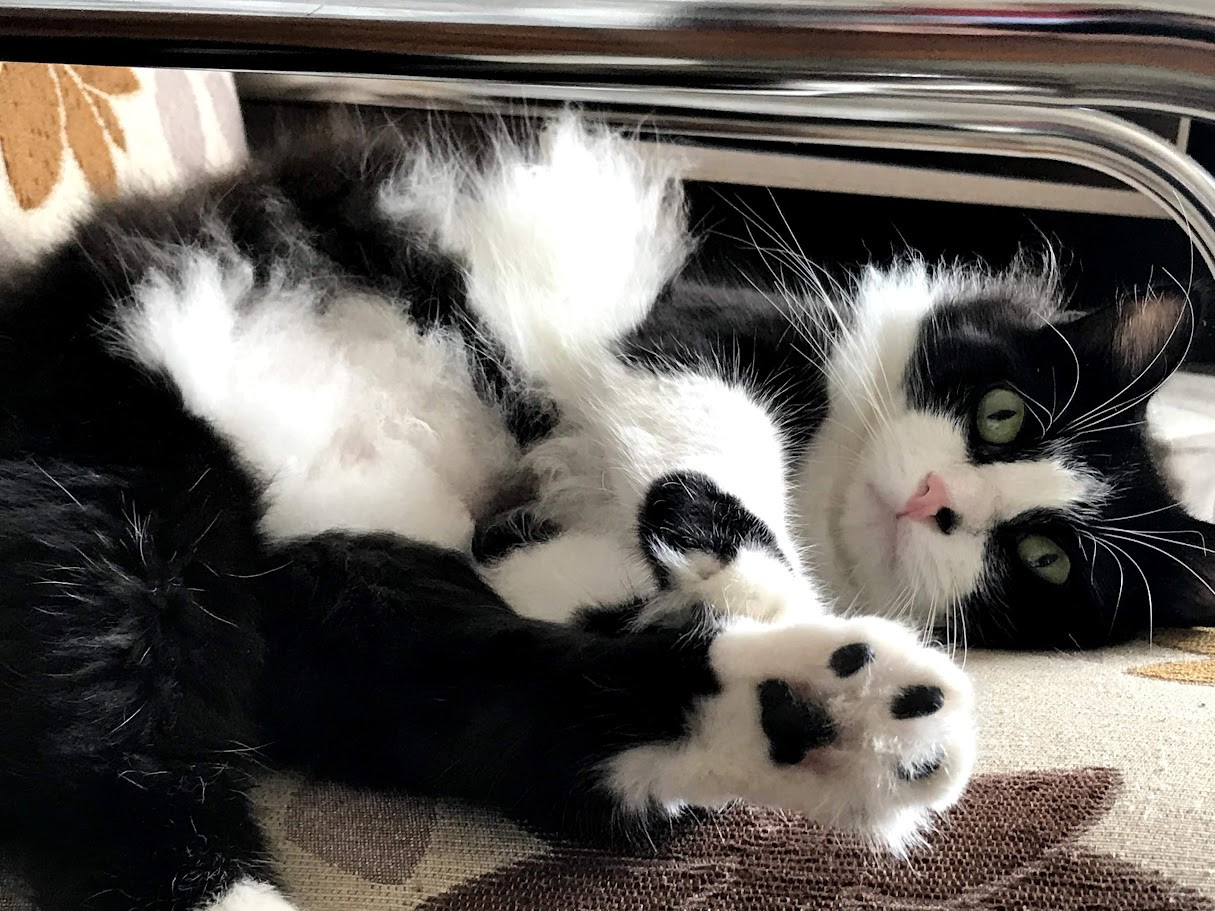 Bartolo's photo, he's a cat with black and white fur, yellowish-green eyes, black and pink beans and pink nose, he's laying on a chair with his belly up.