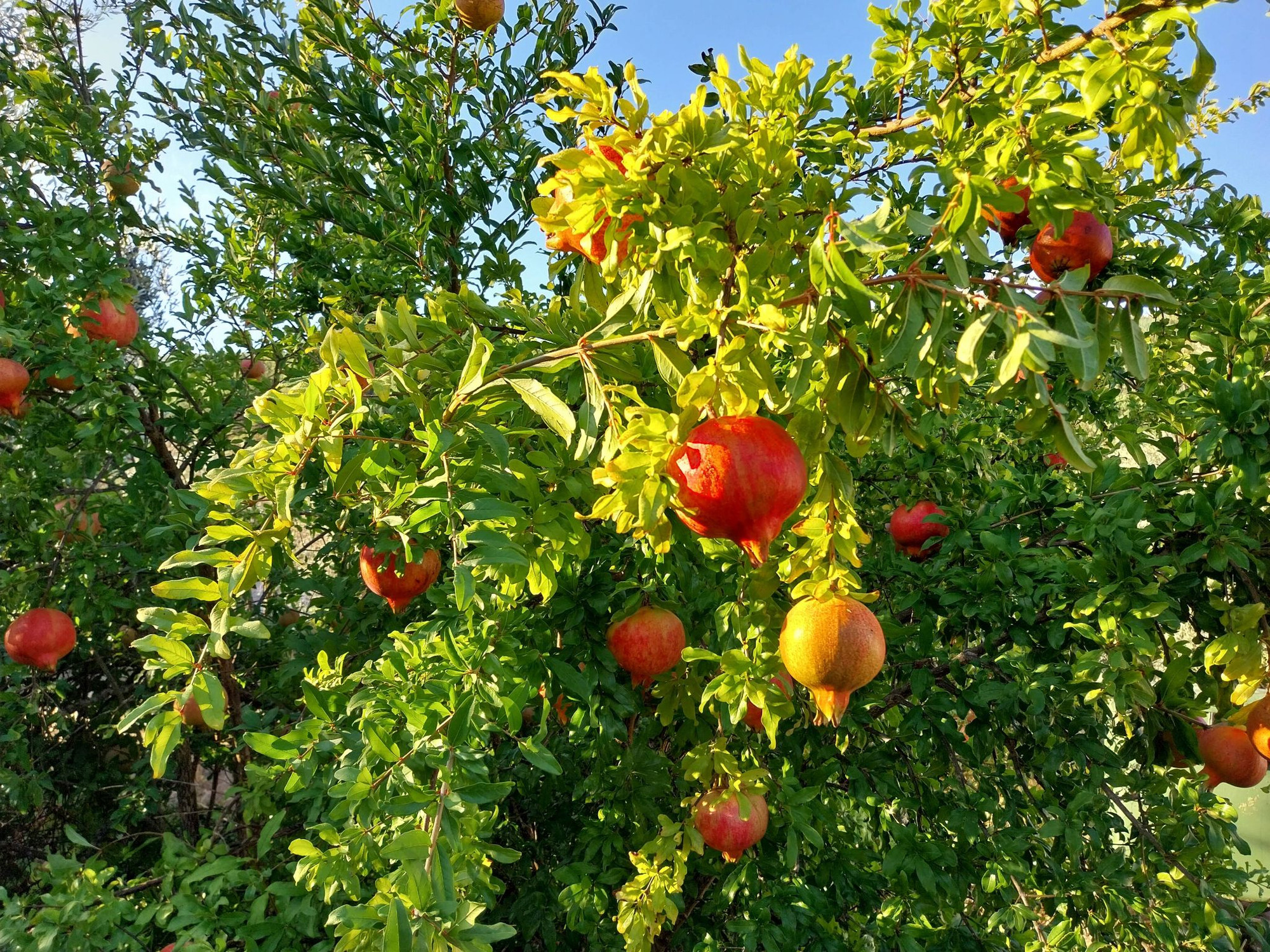 The globes of pomegranate fruits, many ripe crimson red, a few are still golden. The globes hang from densely green leaved branches. A clear blue sky can be seen above & beyond.