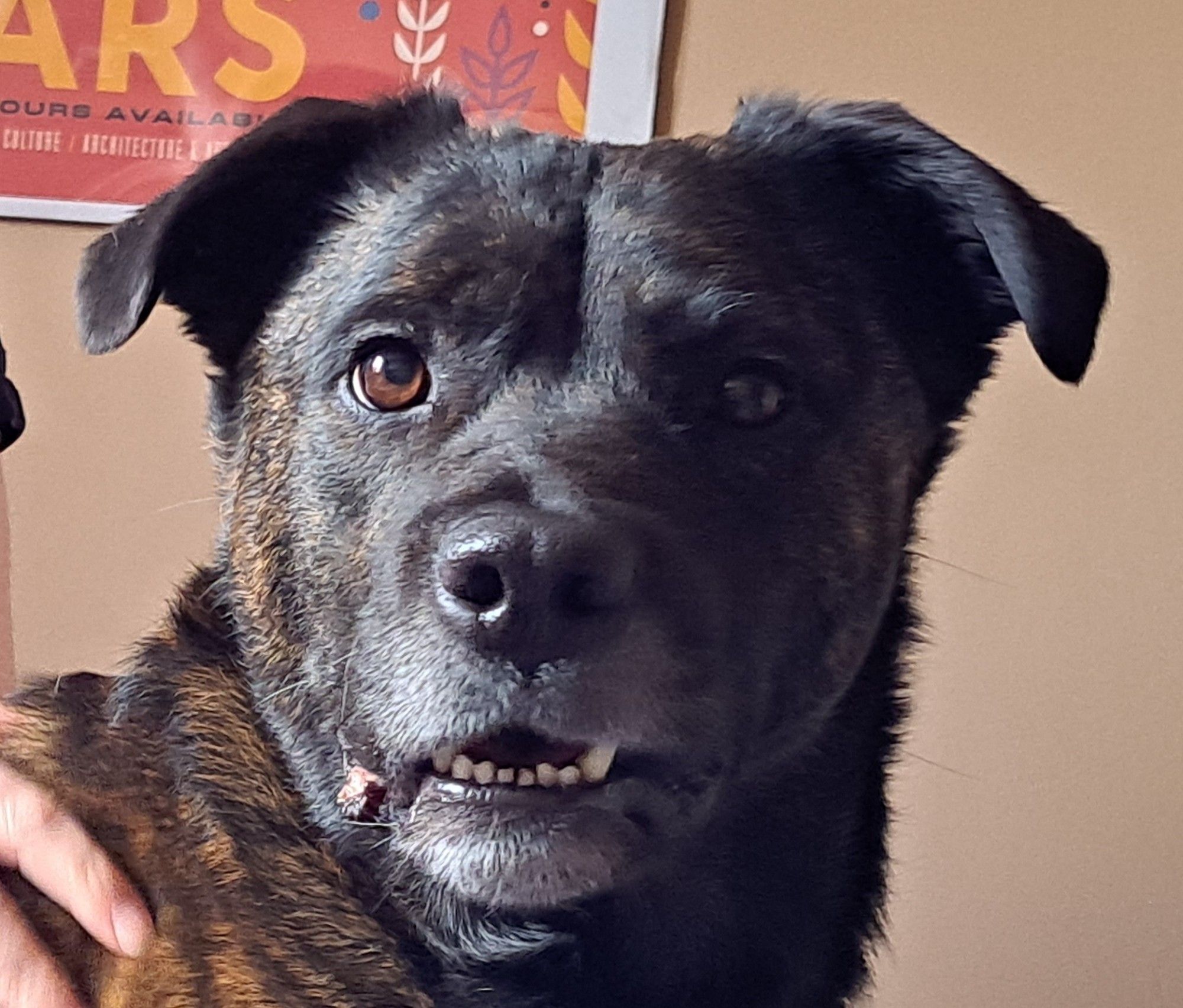 A rottweiler staffy mix stares at the camera, mouth agape and with a somewhat bewildered or disappointed look on his face