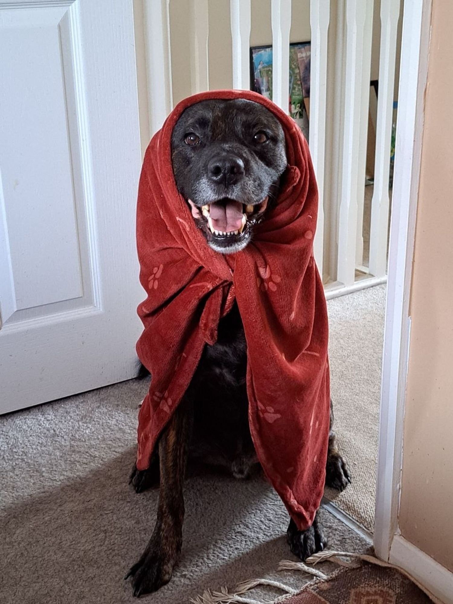 A rottweiler staffy mix sits in a red blanket tied around him, with a pleased smile on his face