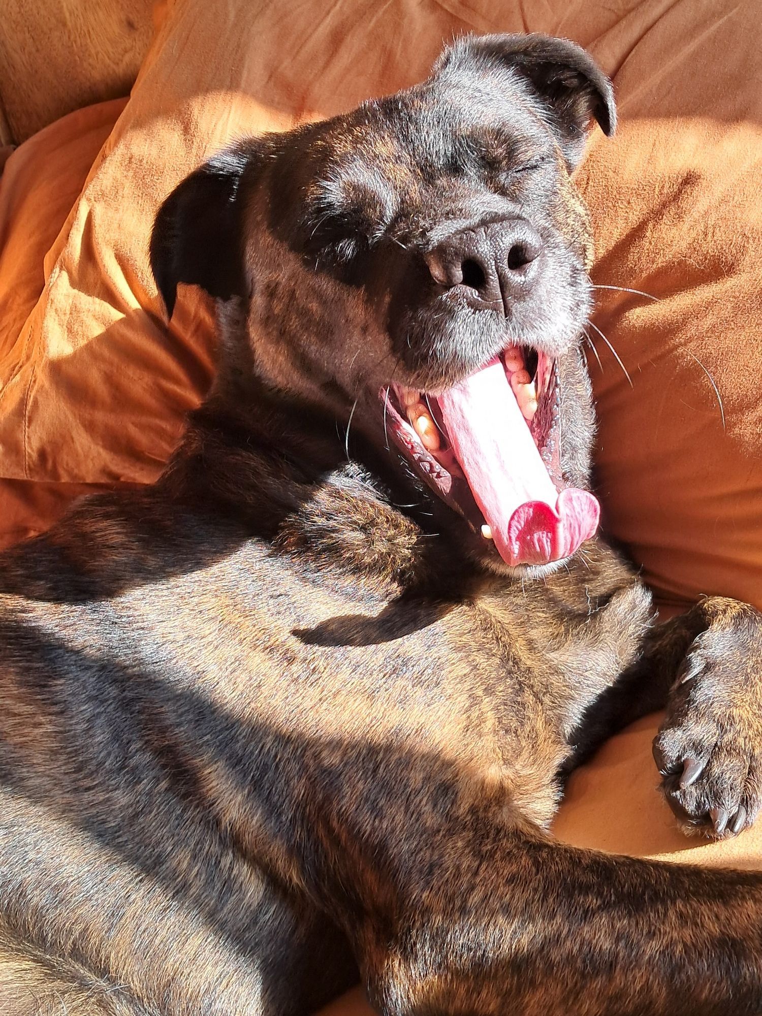 A rottweiler staffy mix lies in a sunbeam, tongue curled out of his open mouth as he yawns