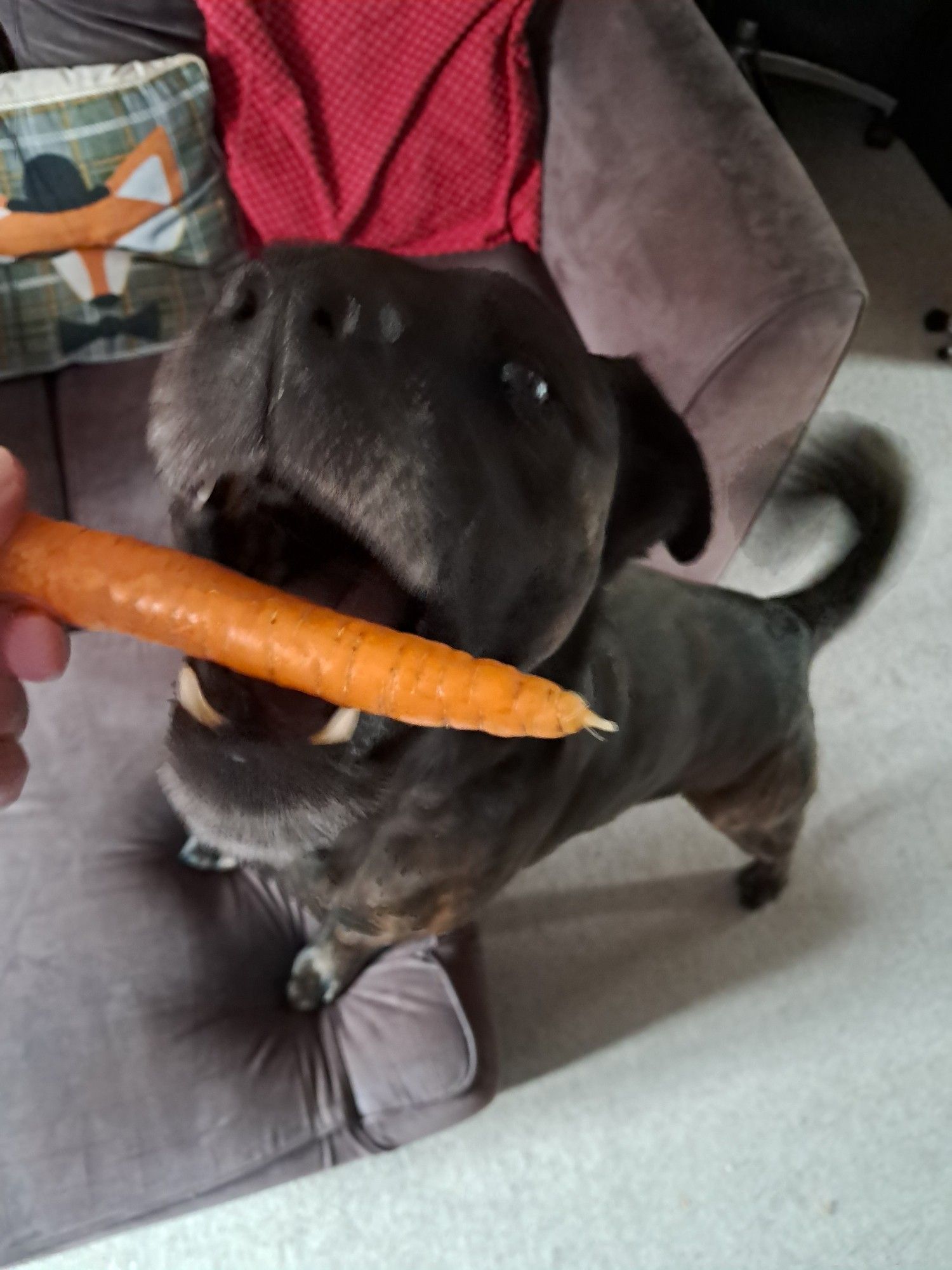 A rottweiler staffy mix is slightly blurred as he leans up to take a carrot