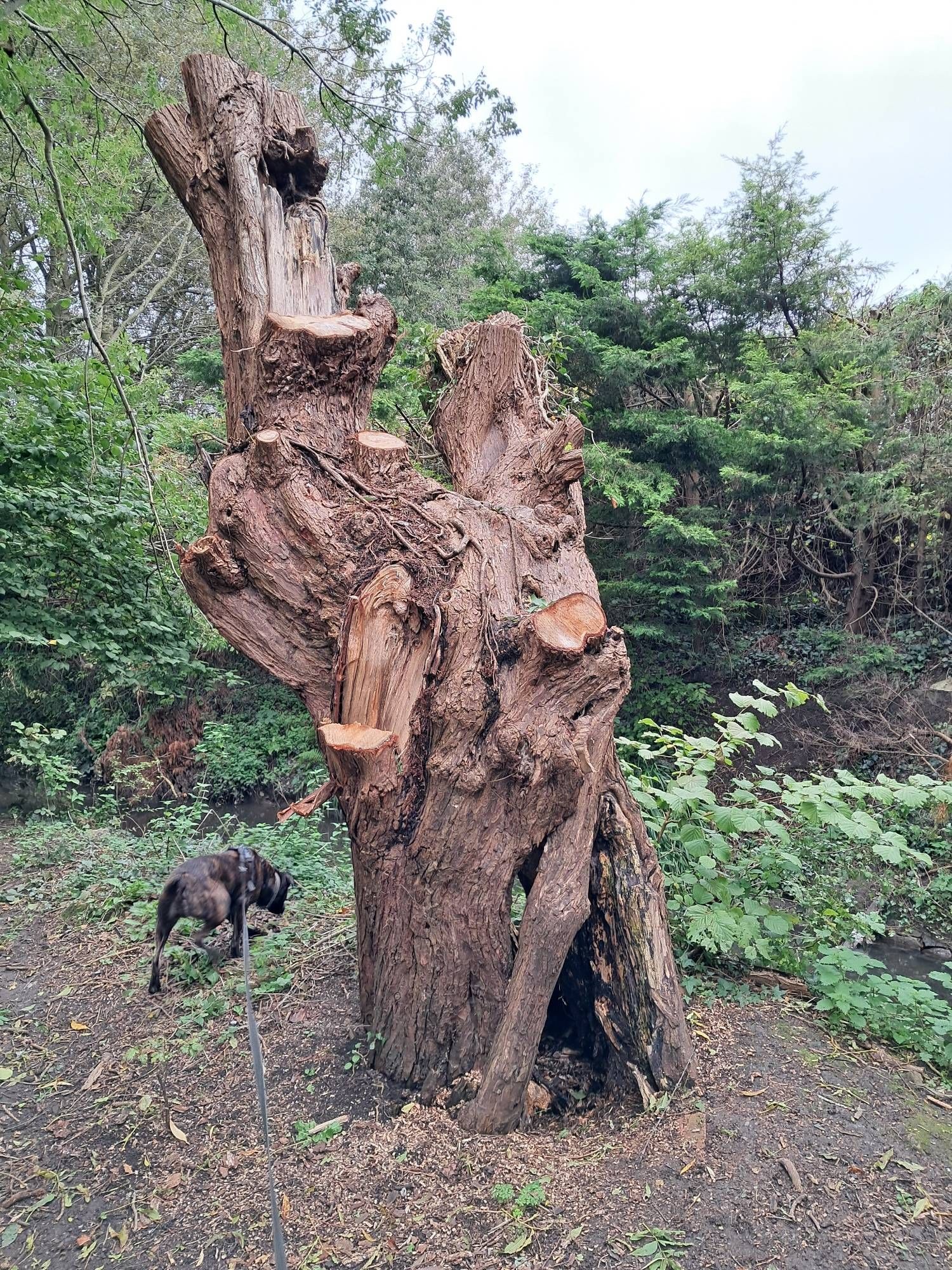 A tree has been chopped and hacked down to a roughly ten foot stump