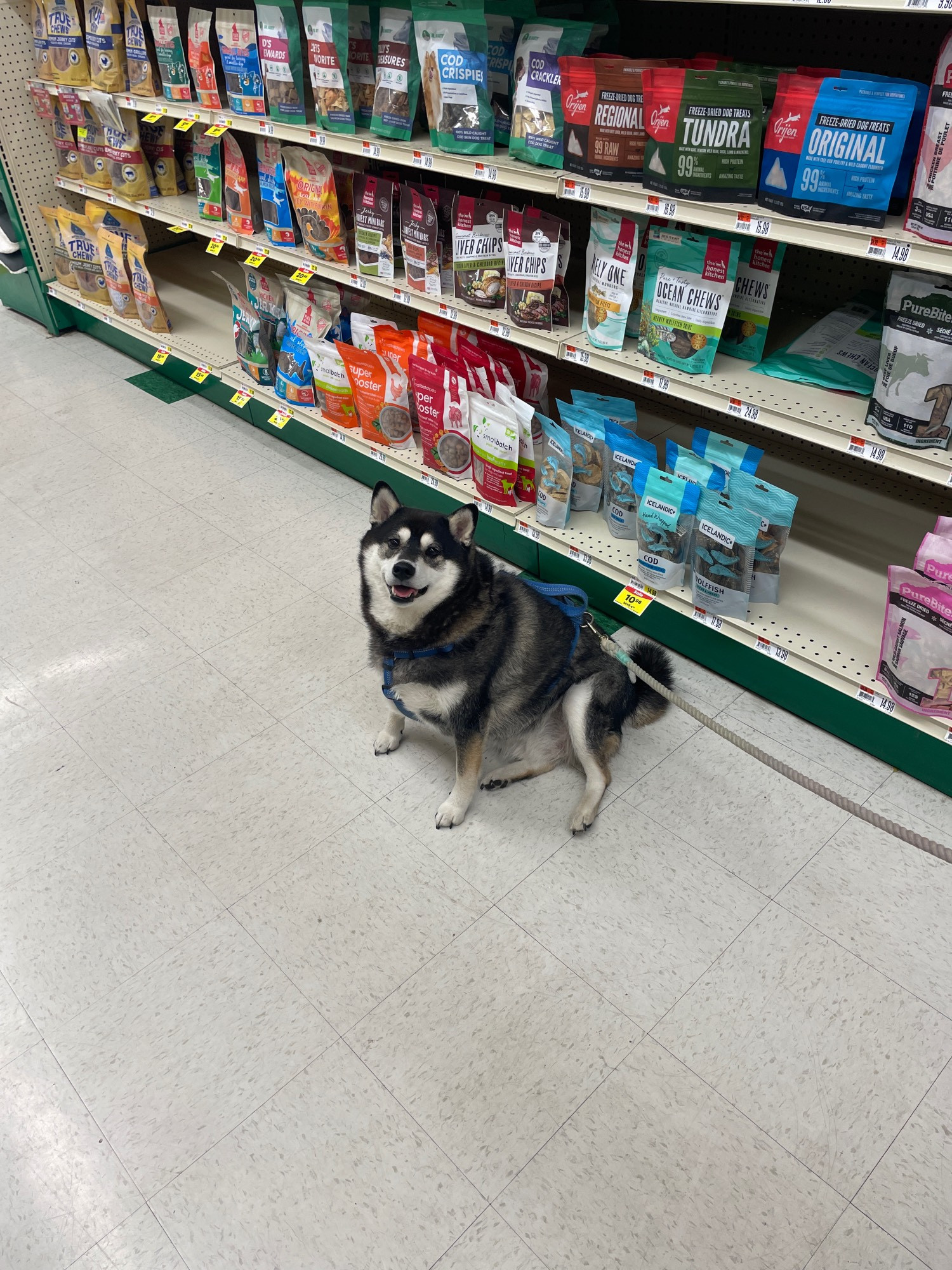 Black and tan Shiba Inu sitting in front of dog treats