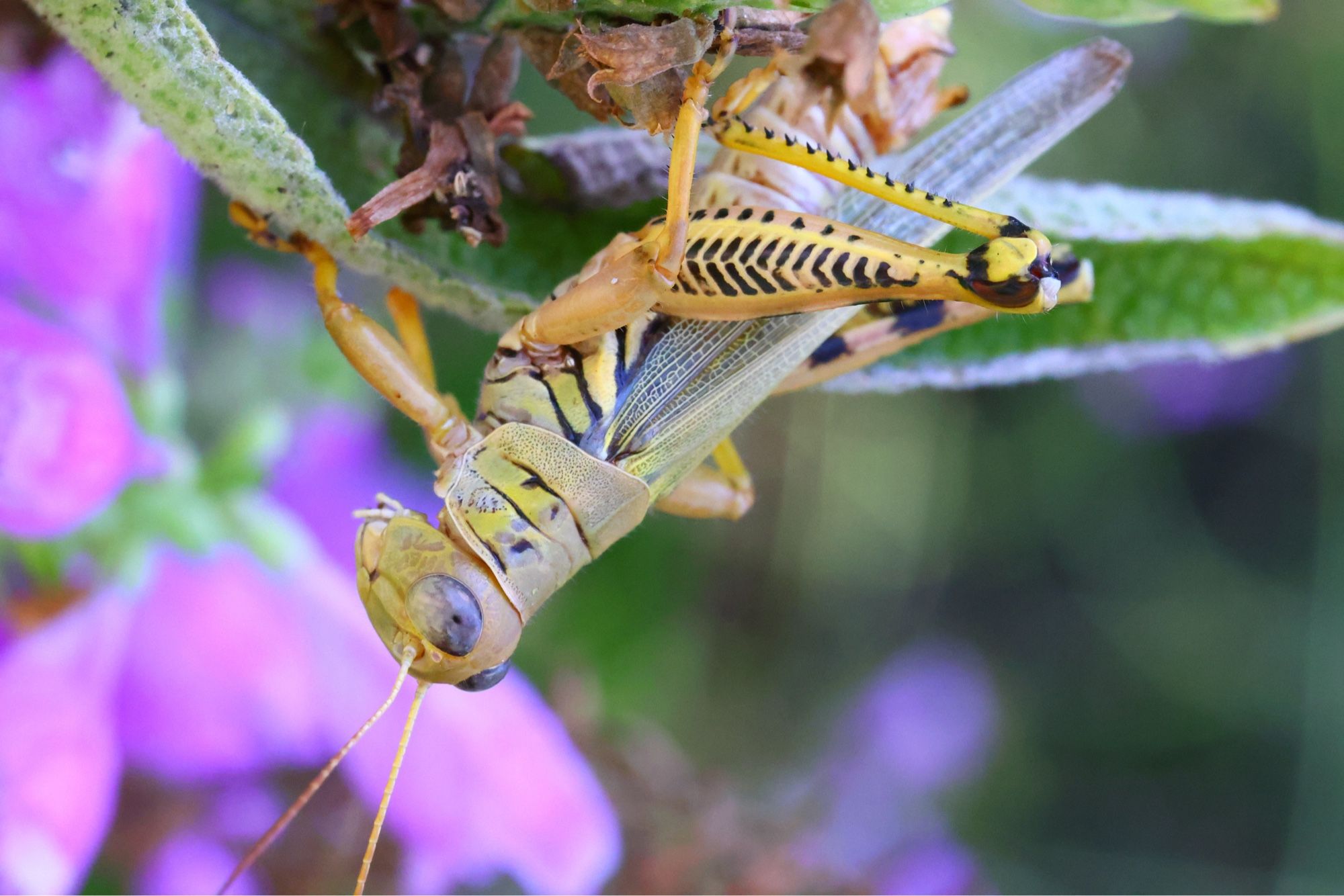 yellow grasshopper on some plants