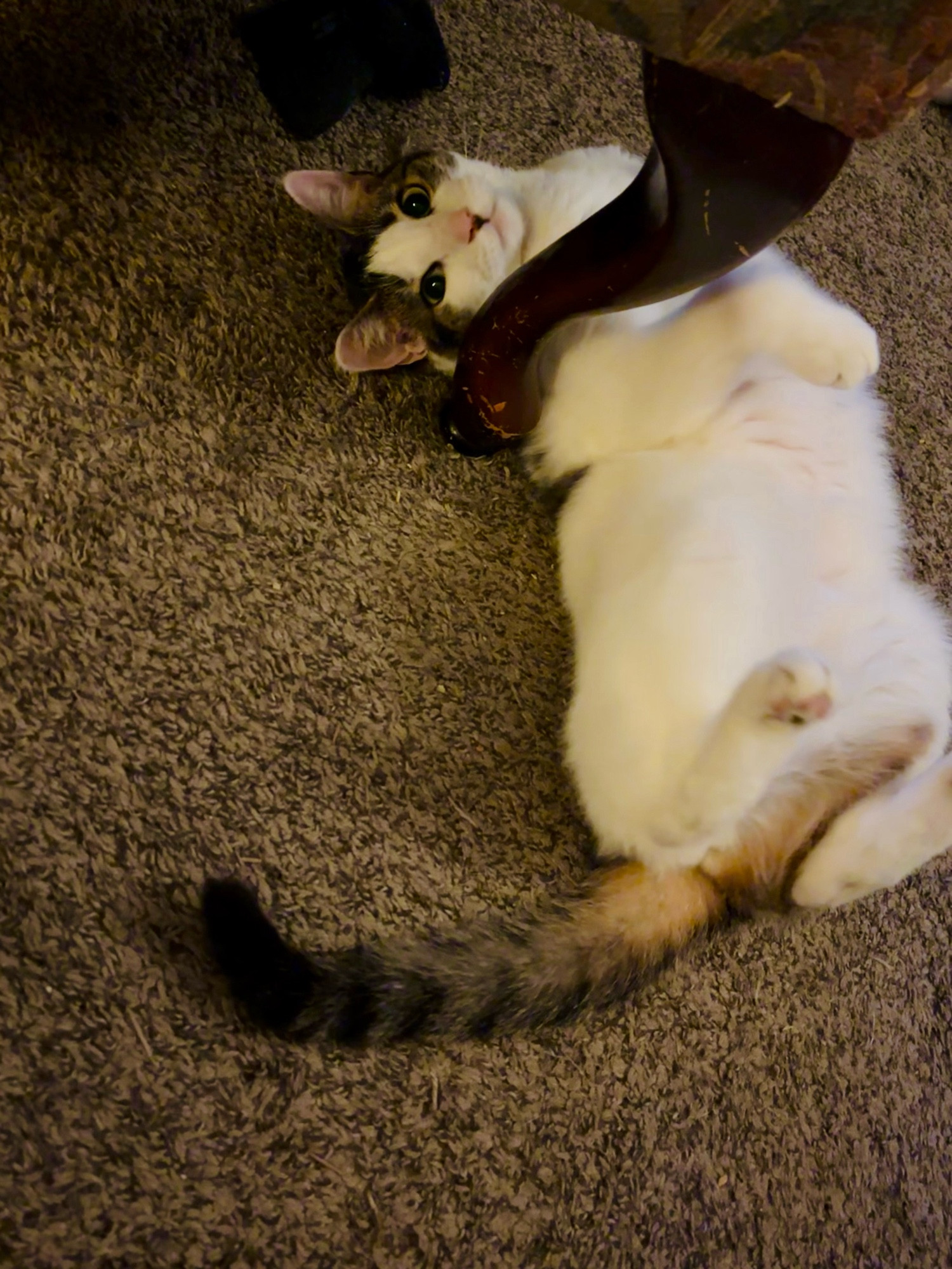 A white and tabby cat lying on her back looking adoringly at the camera