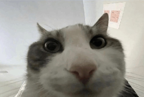 A grey and white cat staring into a camera, very close to the lens creating a slight fishbowl effect. Known as the "Look Inside" meme