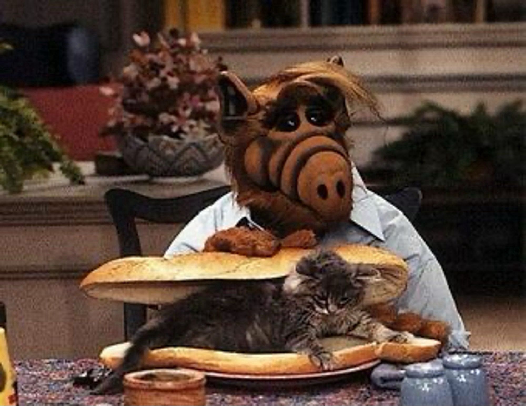 Alf behind a Baguette filled with a cat