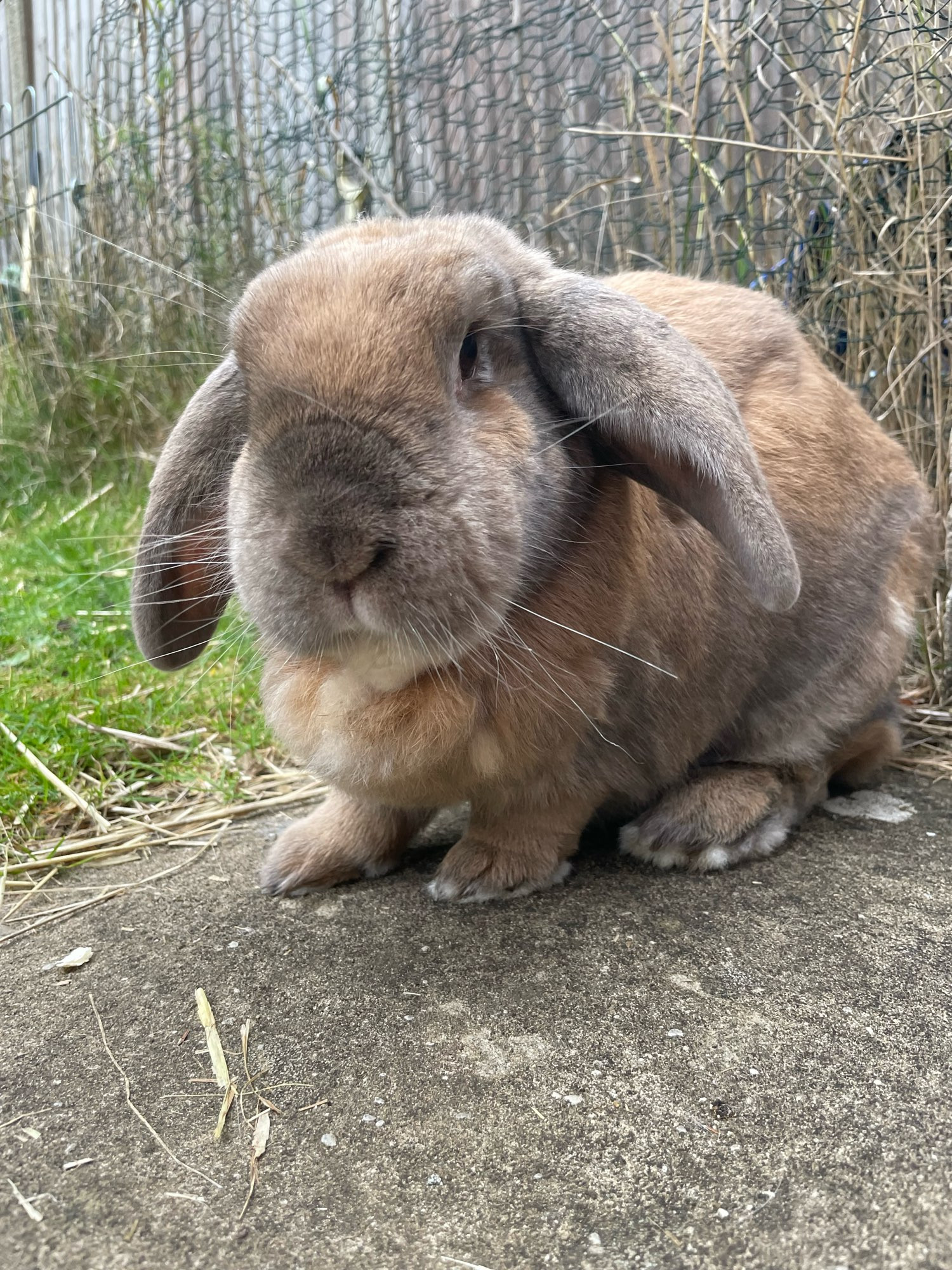 Peanut, a ginger and grey lop rabbit is stood on concrete. There is grass behind him.