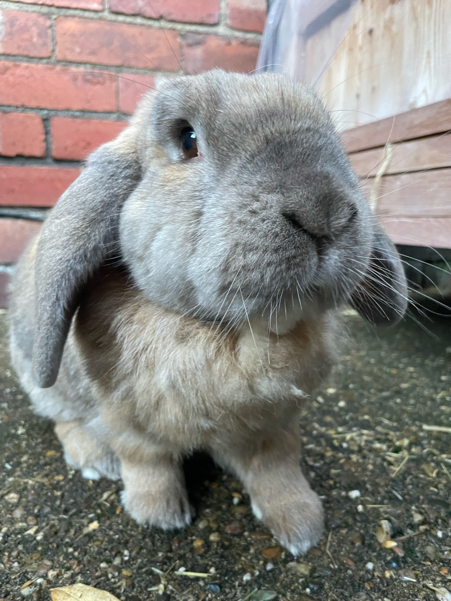 Peanut, a ginger and grey lop rabbit is sat on concrete. There is a red brick wall behind him.