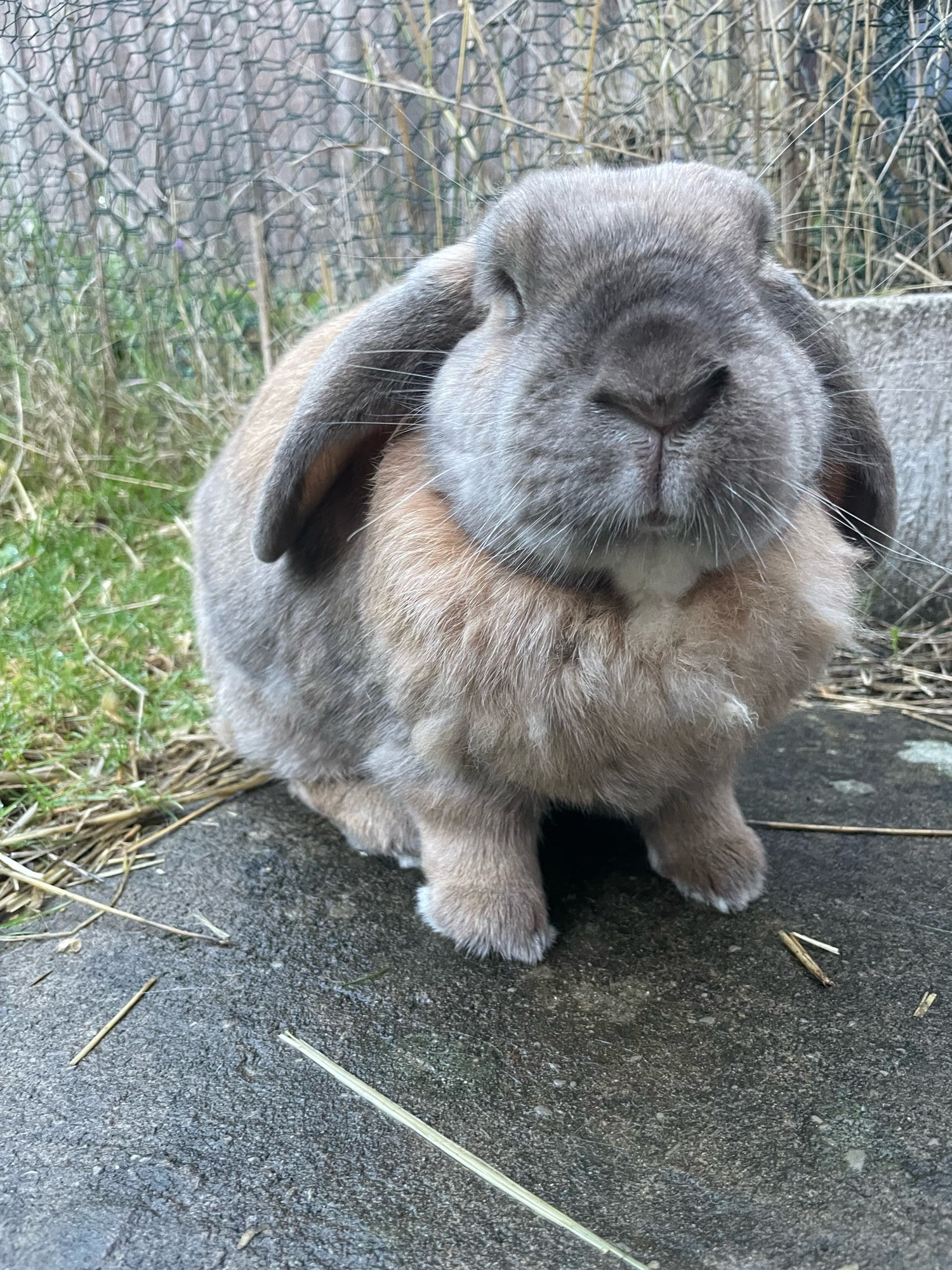 Peanut, a ginger and grey lop rabbit is sat on concrete. There is grass behind him.