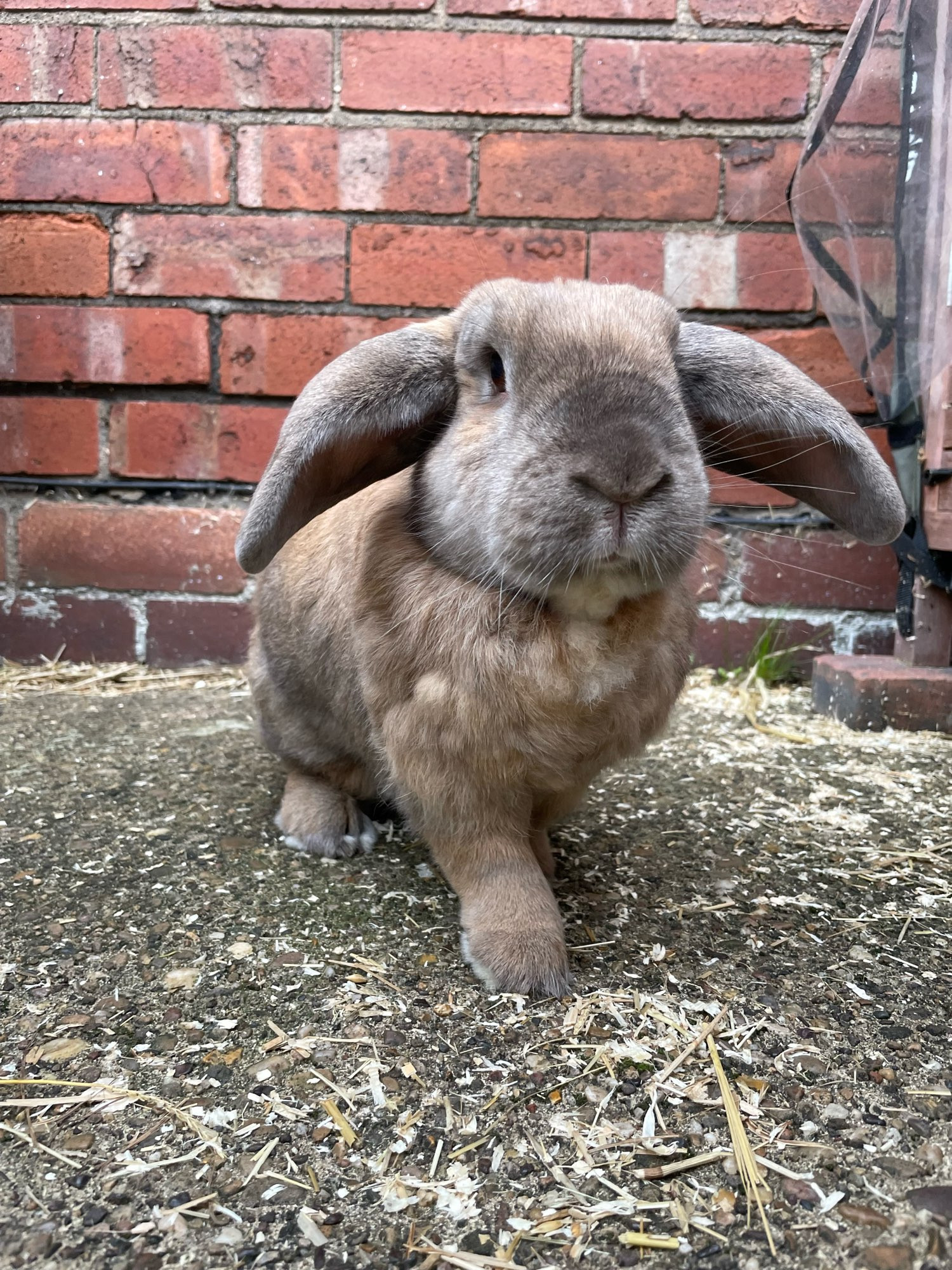 Peanut, a ginger and grey lop rabbit is stood on concrete. He is stepping forward. There is a red brick wall behind him. 