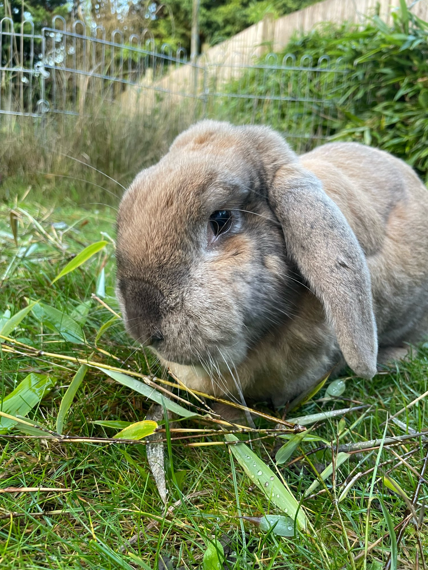 Peanut, a ginger and grey lop rabbit is sat on grass. He is eating bamboo.