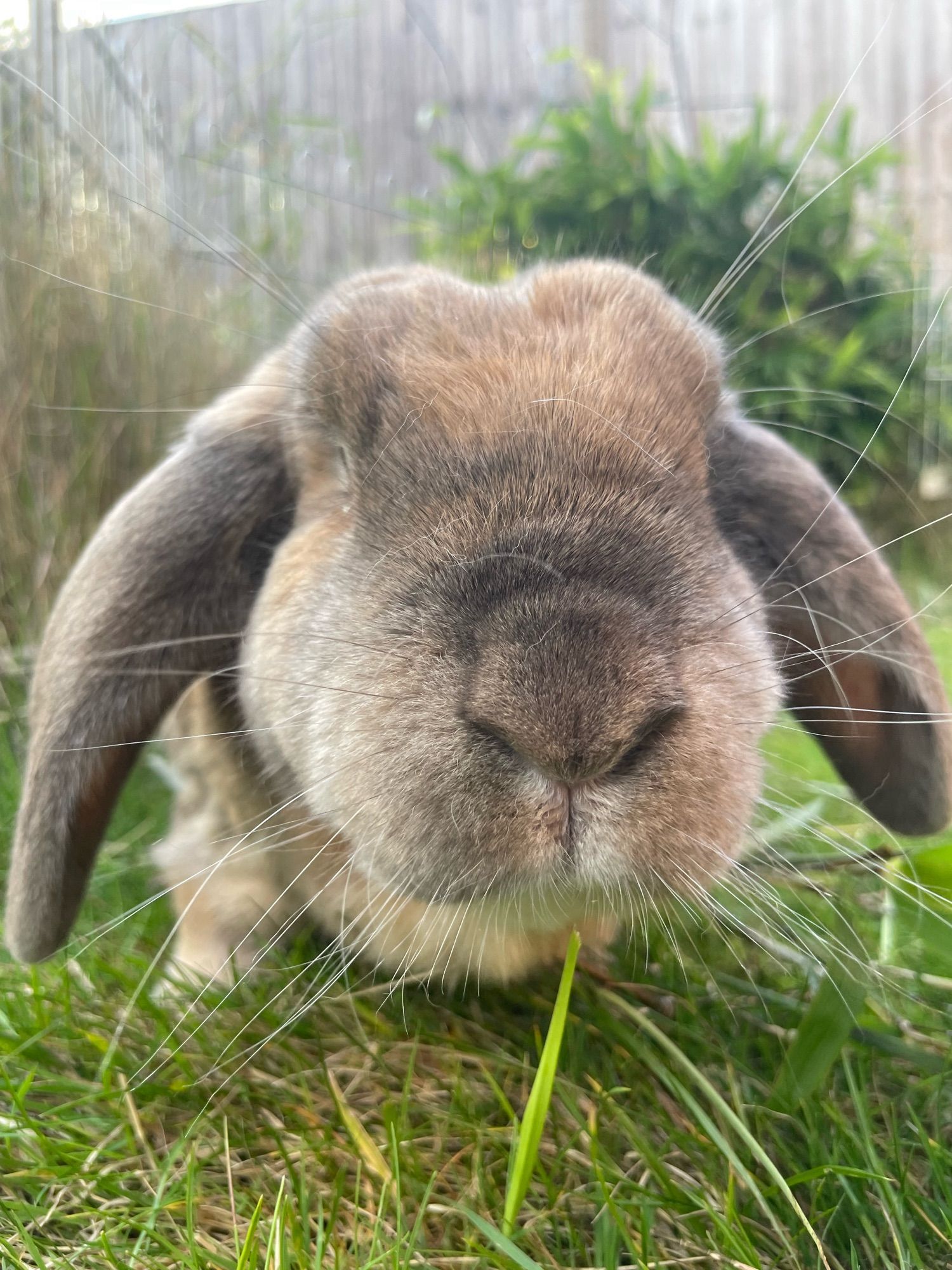 Peanut, a ginger and grey lop rabbit is stood on grass, he is moving to sniff the camera.