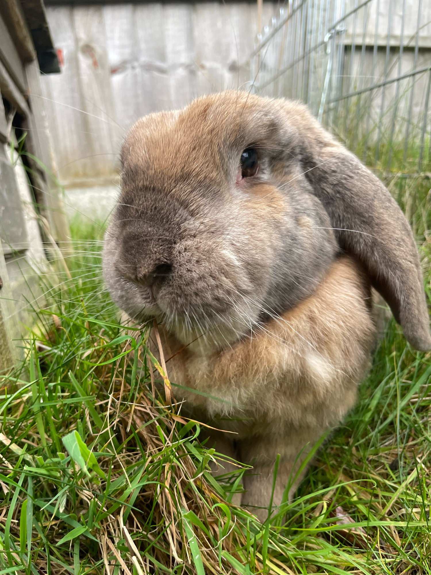 Peanut, a ginger and grey lop rabbit is stood on grass next to a wooden structure.