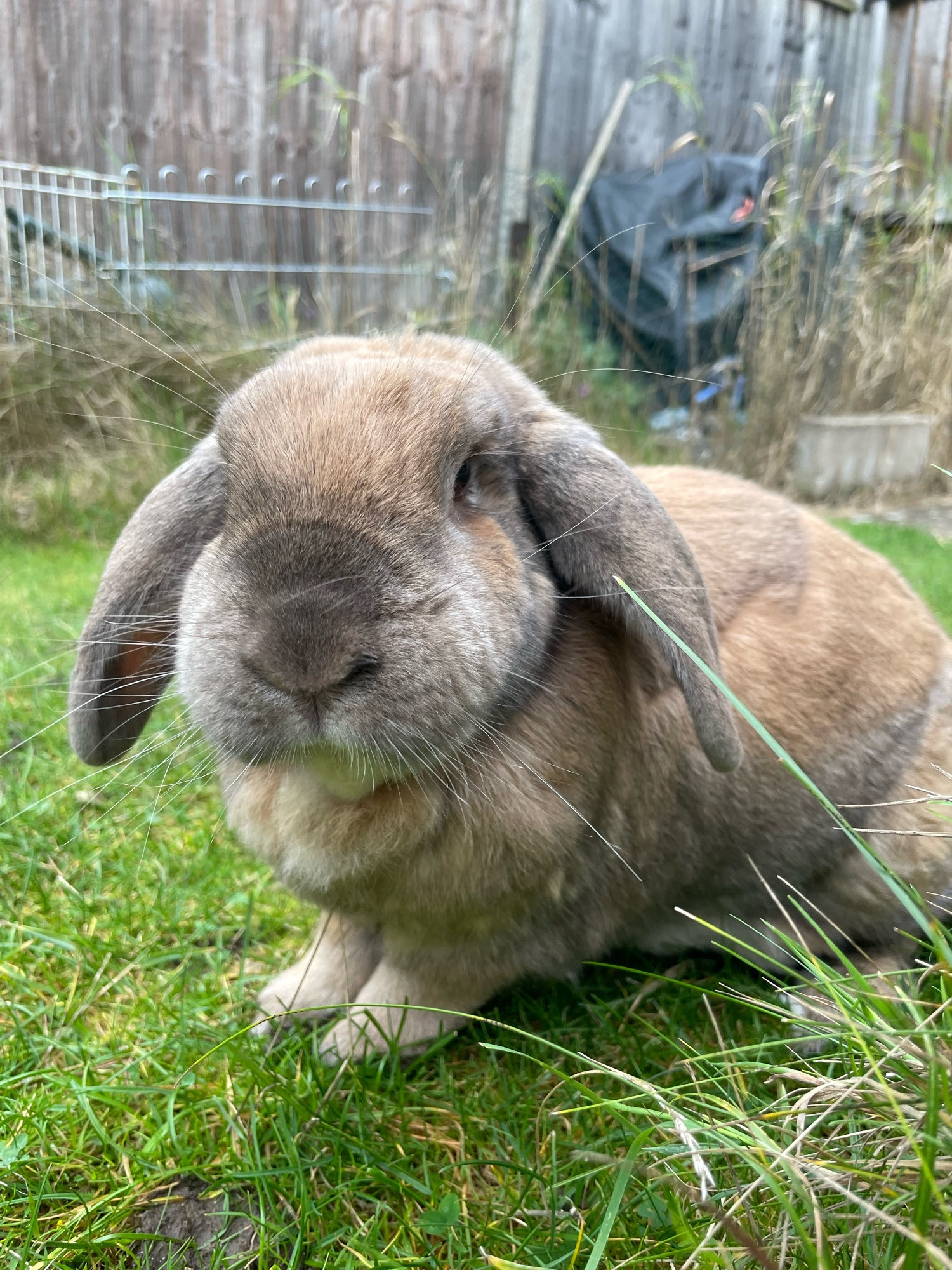 Peanut, a ginger and grey lop rabbit is stood on grass. Behind him is a wooden fence.