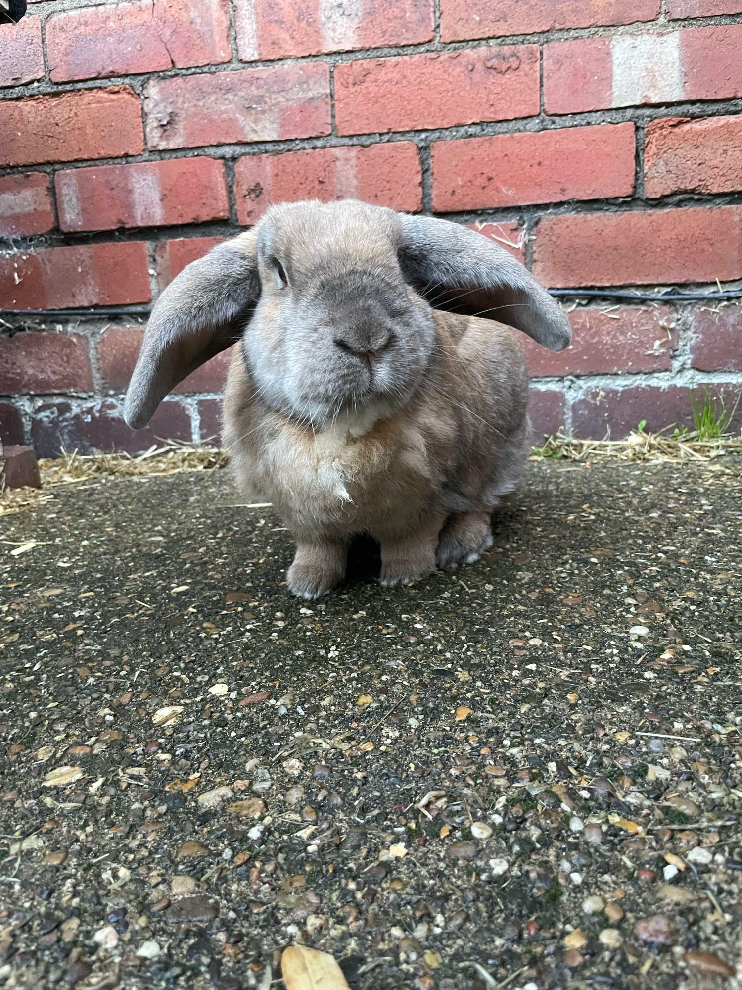 Peanut, a ginger and grey lop rabbit is sat on concrete. There a red brick wall behind him.