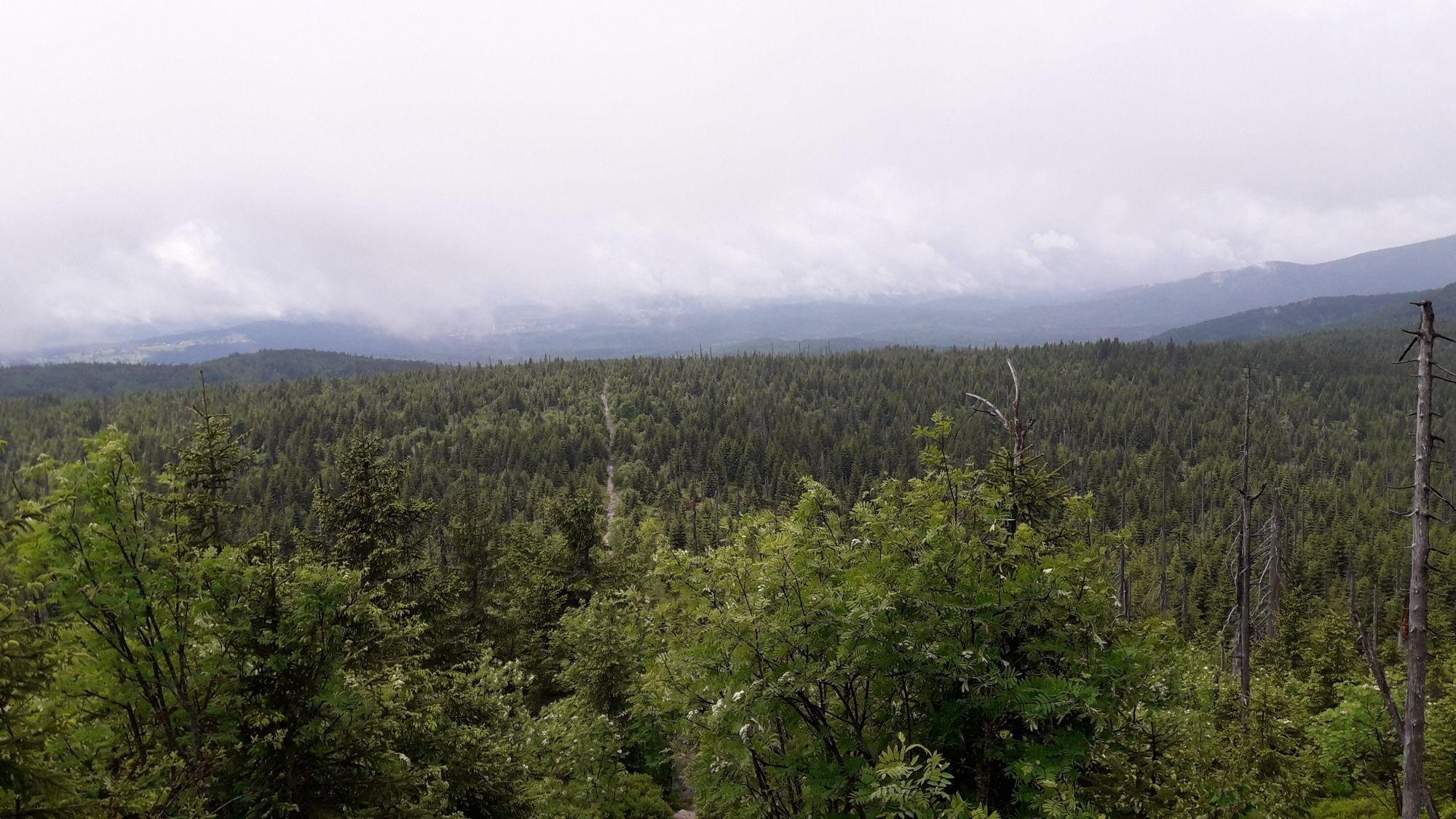 Überblick über einen gesunden, natürlichen Bayerischen (Ur-)Wald