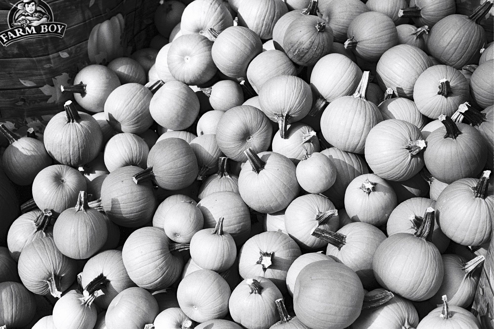 View of (sweet) pie pumpkins in a pile outside of a grocery store.