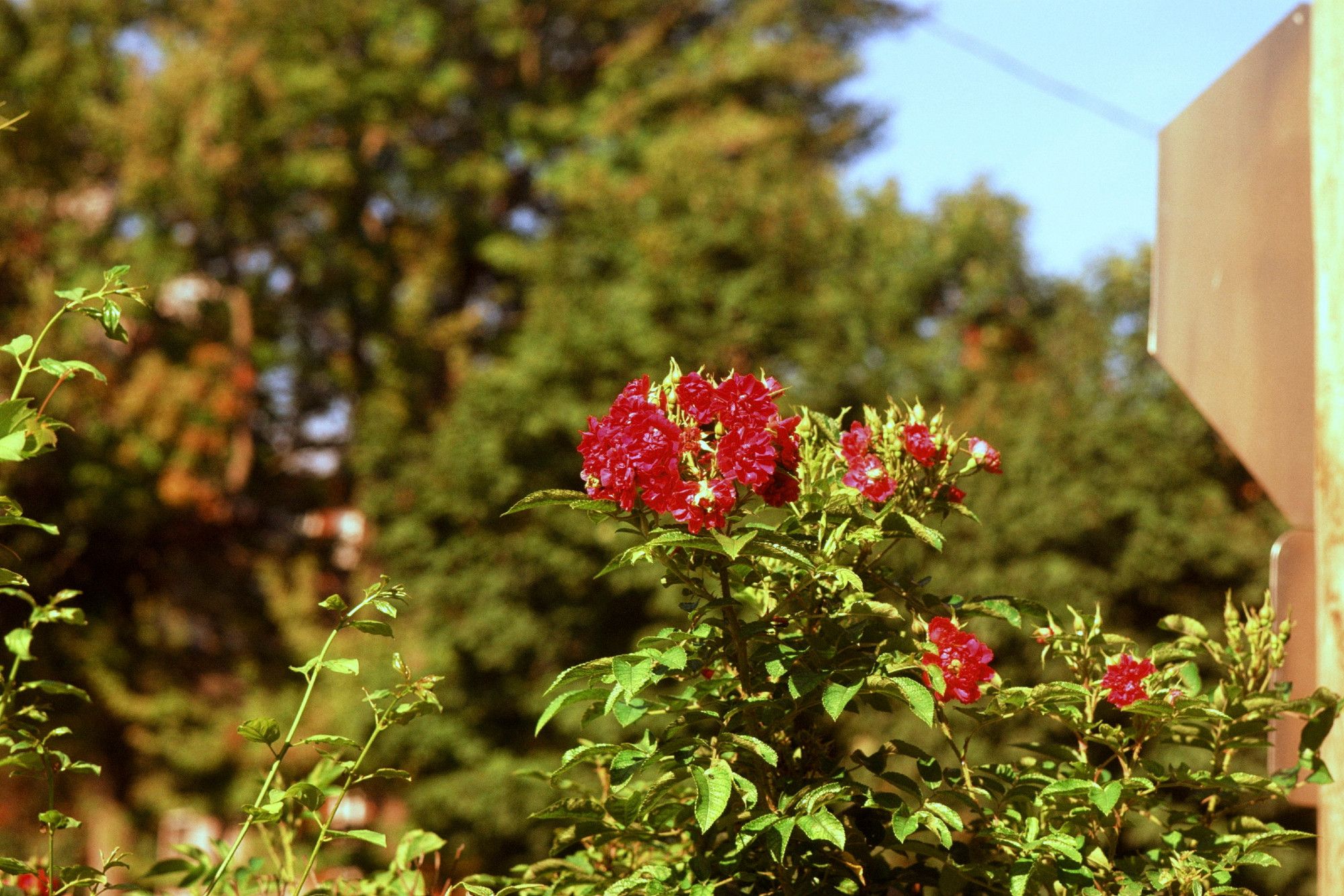 Low-angle view of wild rose bushes.