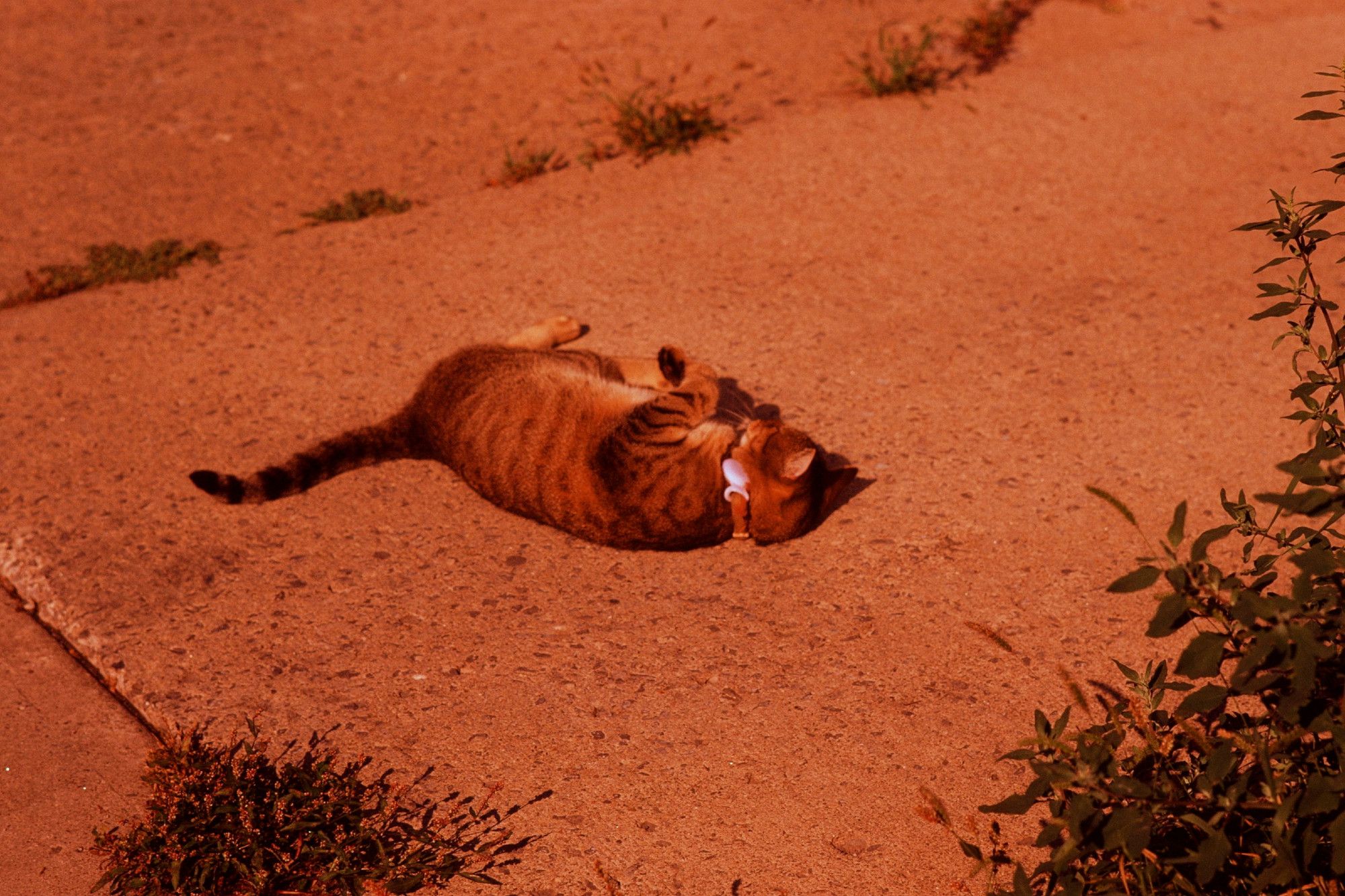 House cat with a collar rolling around in the sun on a concrete parking pad.