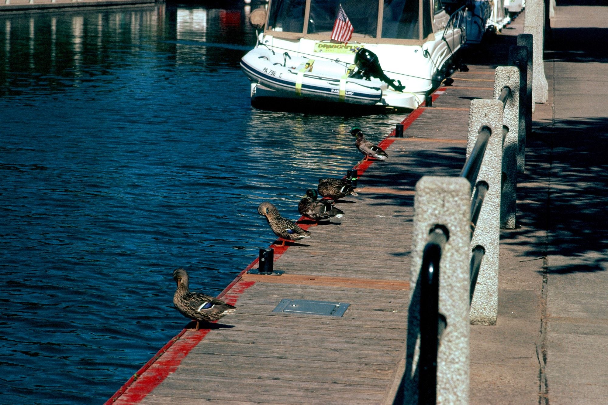 Line of ducks along a small wooden dock lining a recreational canal. Out of focus in the background is a boat named Dragonfly with a small United States flag mounted to the rear.