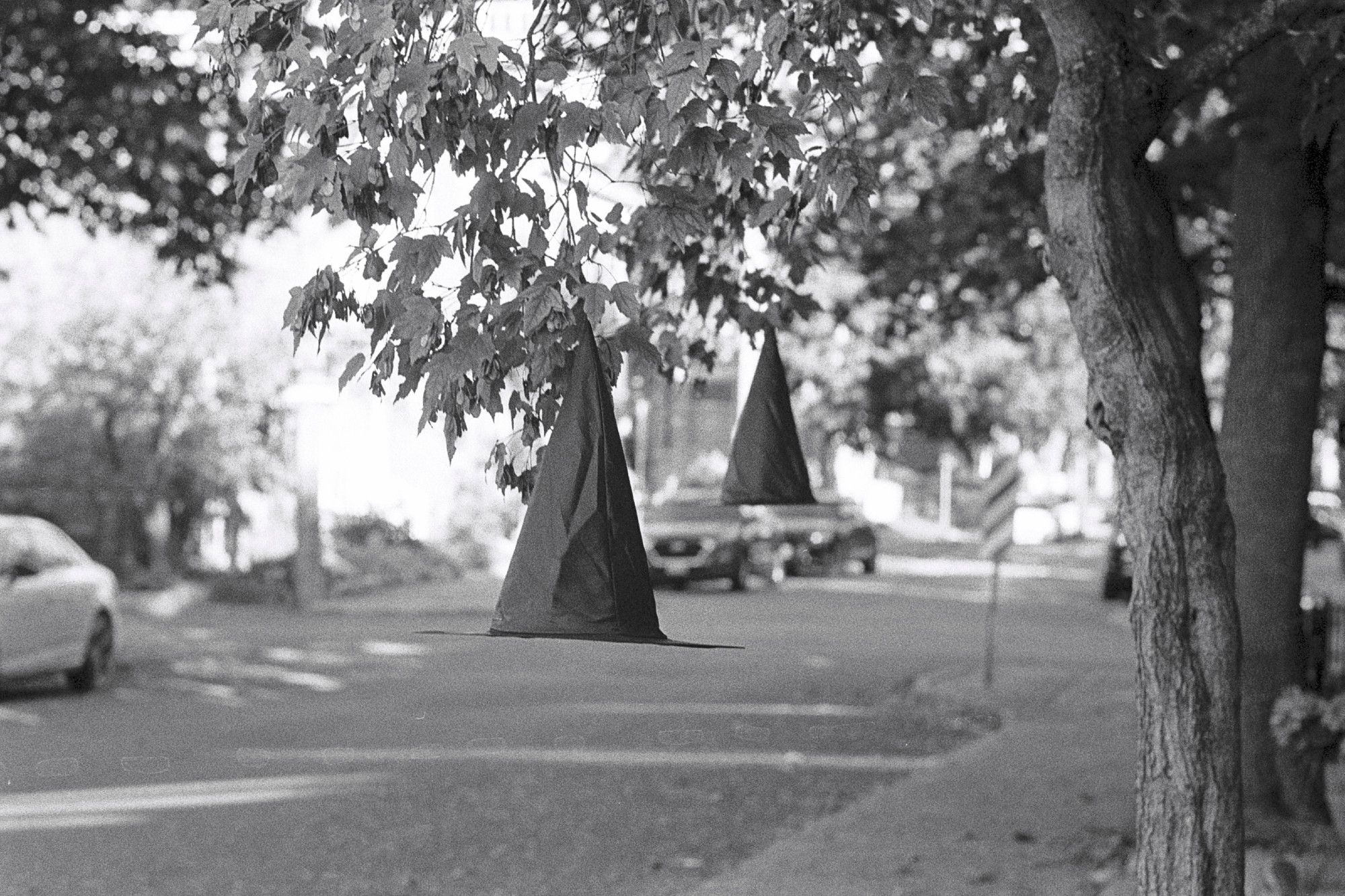 Black pointed witches' hats hung from a front yard tree as a Halloween decoration. The hat in the foreground is in focus, while the hat in the background is not. I made a photo of these hats a few days ago with a shorter lens that was shared in a previous post.