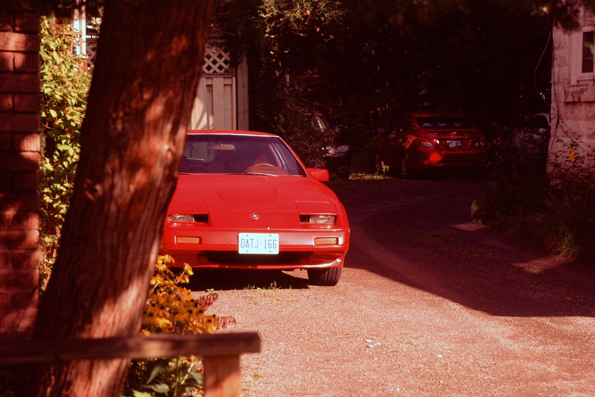 Red car parked in a driveway. It is partially obscured by a cedar tree.