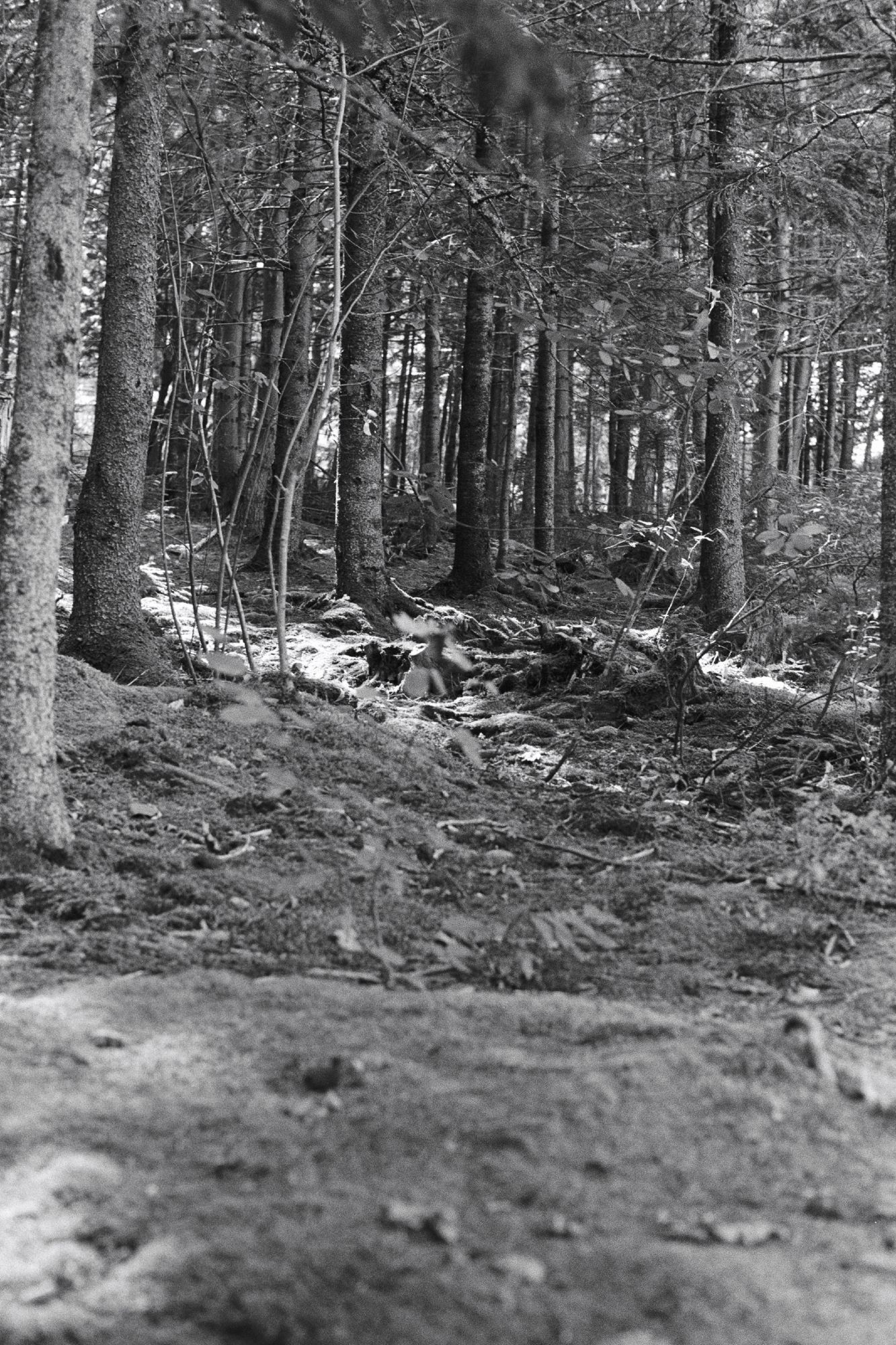 View of a forest floor with numerous pine trees.