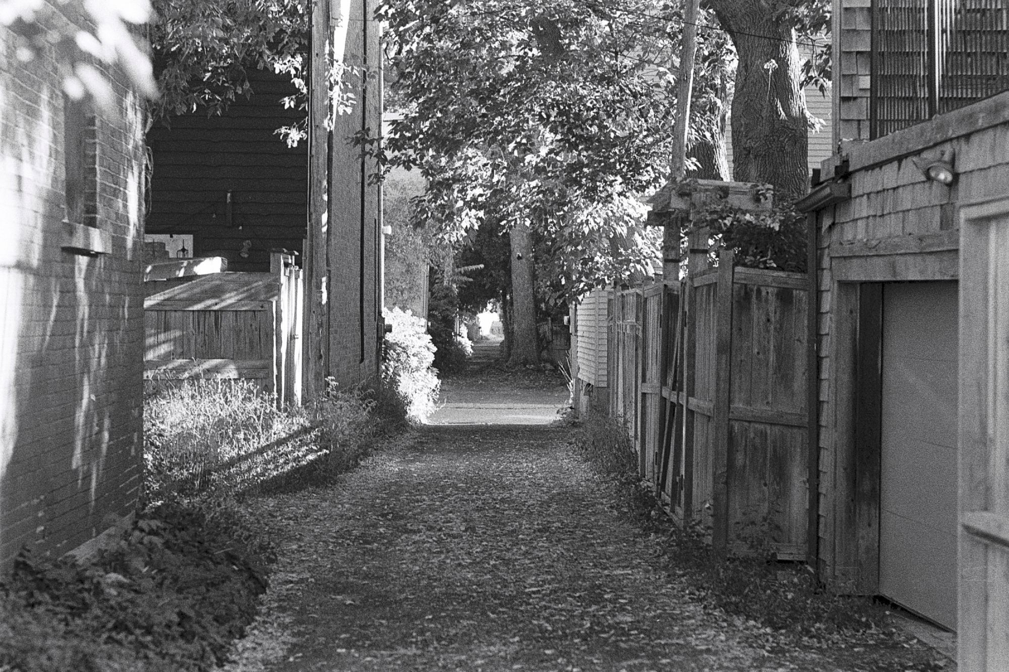 View down a leafy back lane in a residential neighbourhood. In the foreground, to the left and right, are garages. Further down the lane, a tall maple tree is visible, which blocks passage of vehicles (but not people with dogs or cameras) about half way through.