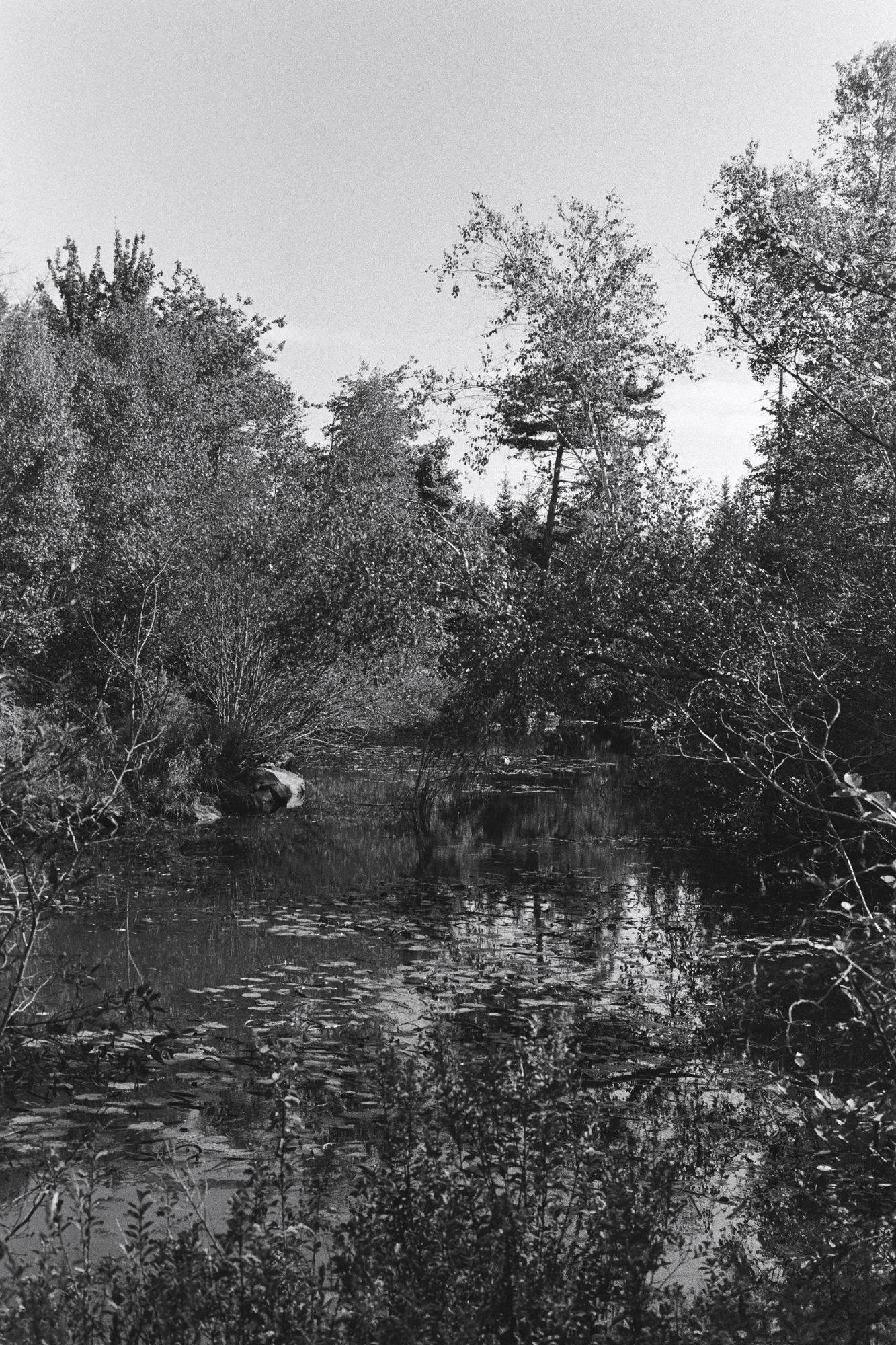 View of a small pond surrounded by trees.