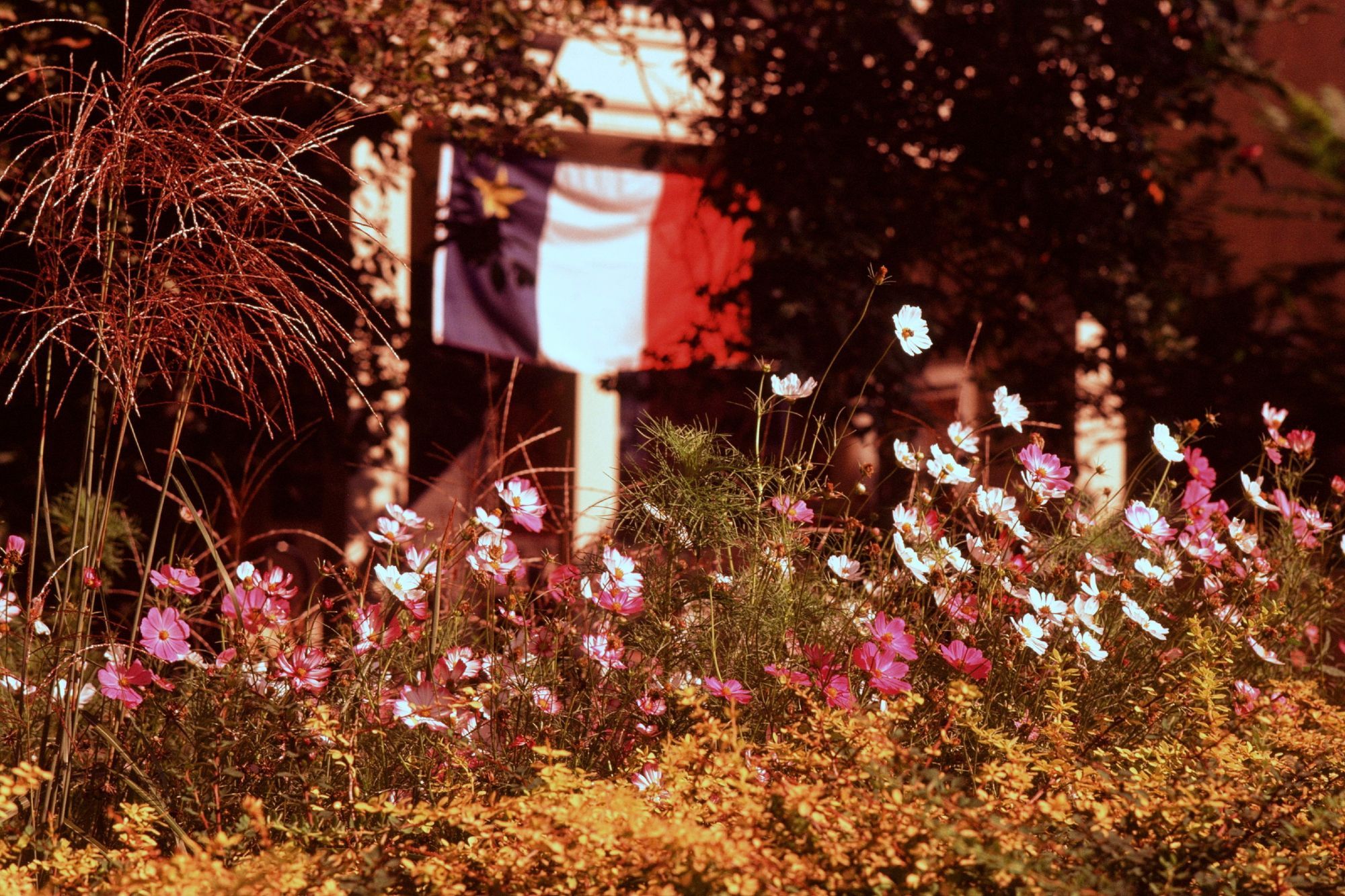 Late season cosmos in the front yard of a residence. An Acadian flag has been hung from the home's porch in the background.