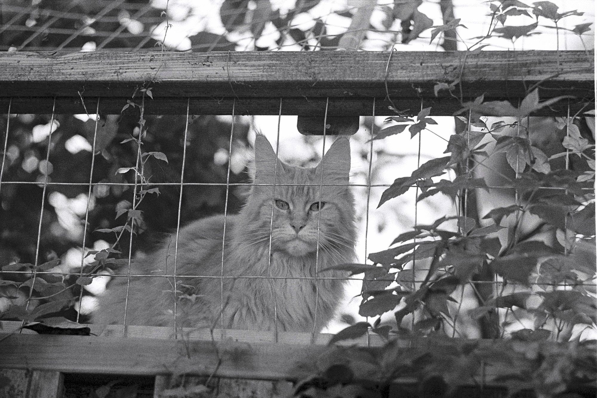 Large orange cat (with, like many long haired cats, a passing resemblance to Wilford Brimley) posing for a photo in his commodious catio. The catio, which is enclosed in wire mesh, runs along the top of back wooden fence allowing him an excellent view of squirrels and birds.