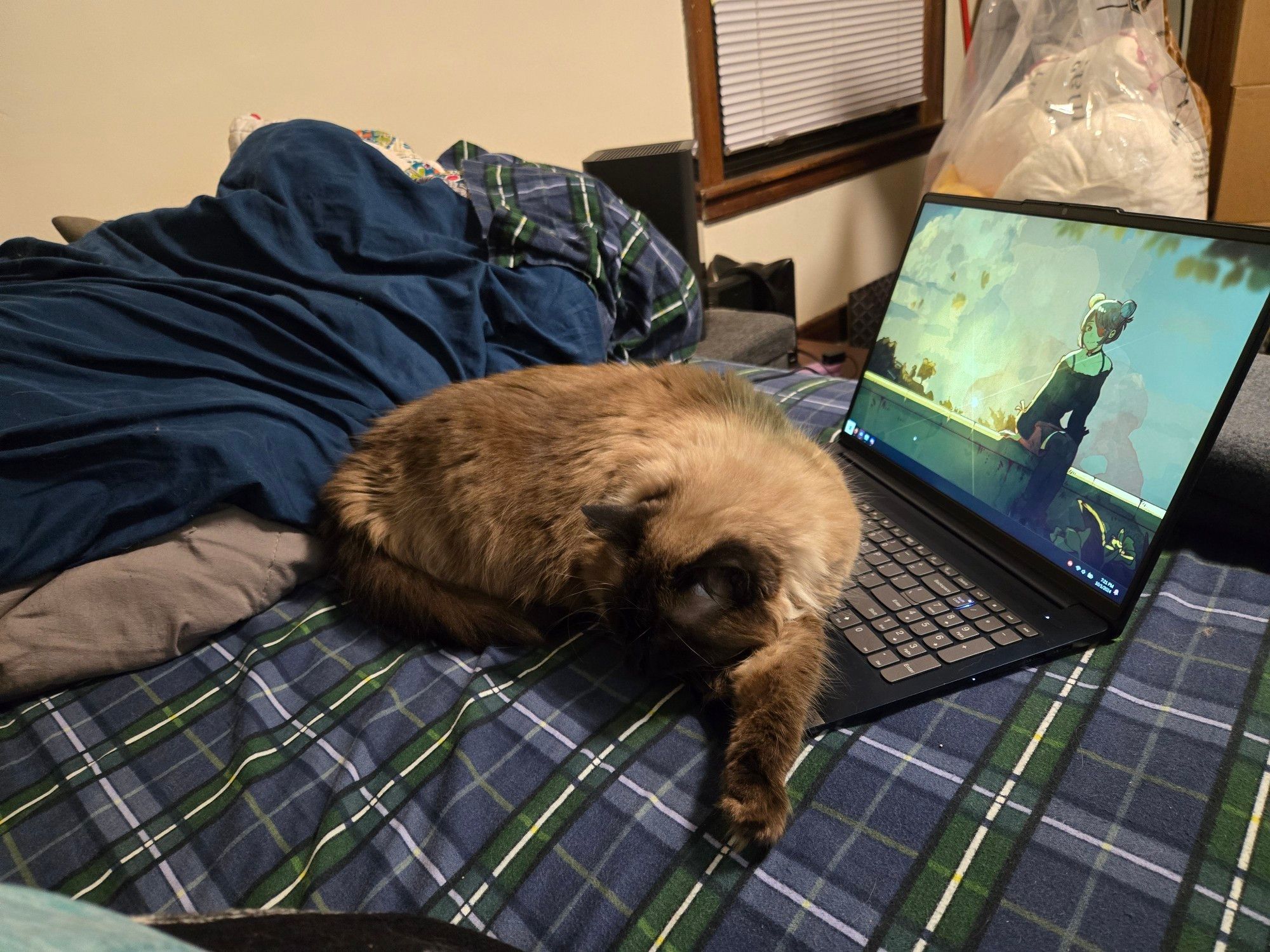 The same cat. She's laying in a full crescent across the laptop keyboard. One paw is reaching towards the viewer.