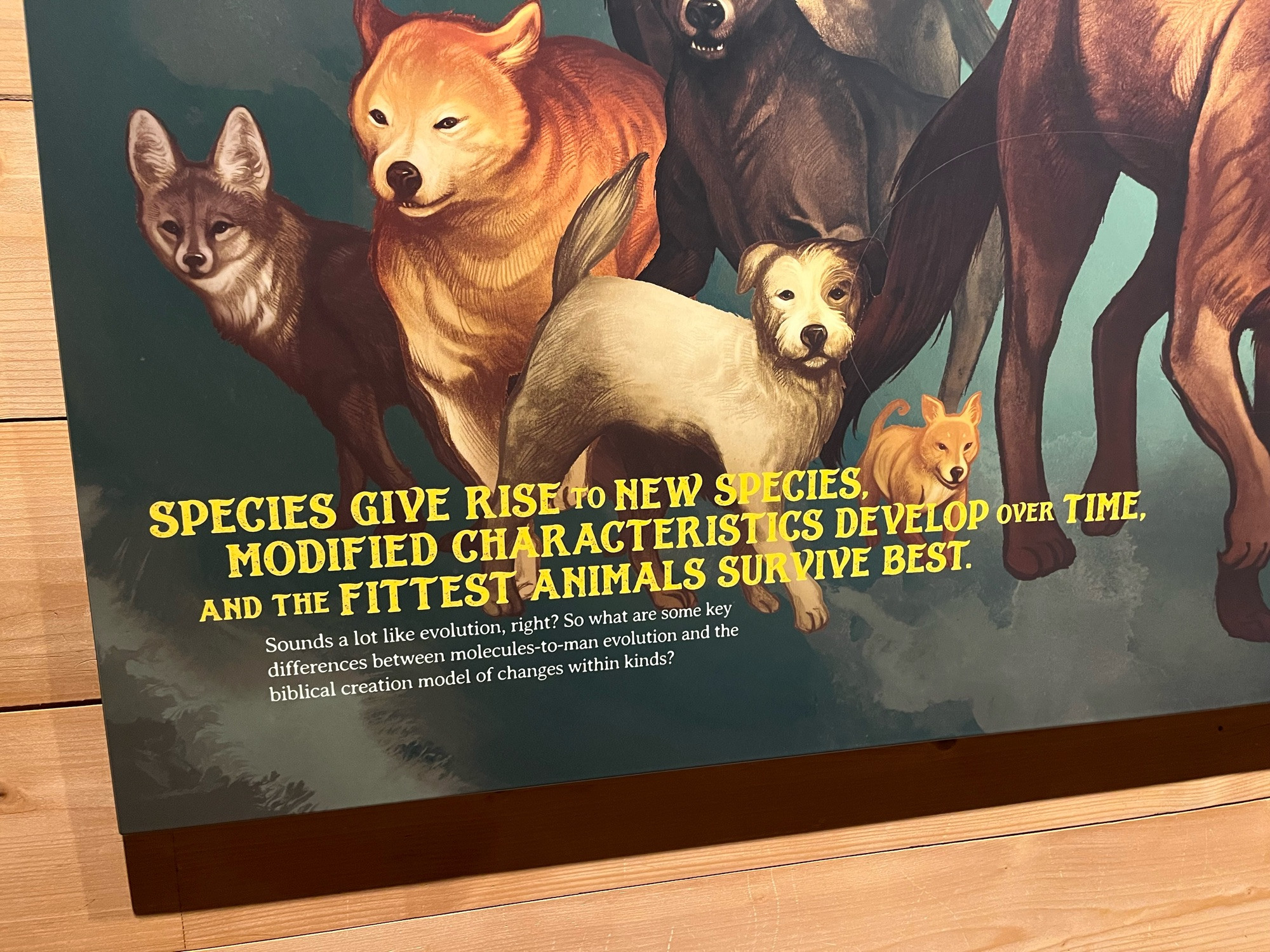 A plaque from the Ark Encounter, a creation museum. It features illustrations of wolves, foxes, dogs, and a diversity of canids. It says “species give rise to new species, modified characteristics develop over time and the fittest survive best. Sounds a lot like evolution, right? So what are some key differences between molecules to man evolution and the biblical creation model of changes within kinds?